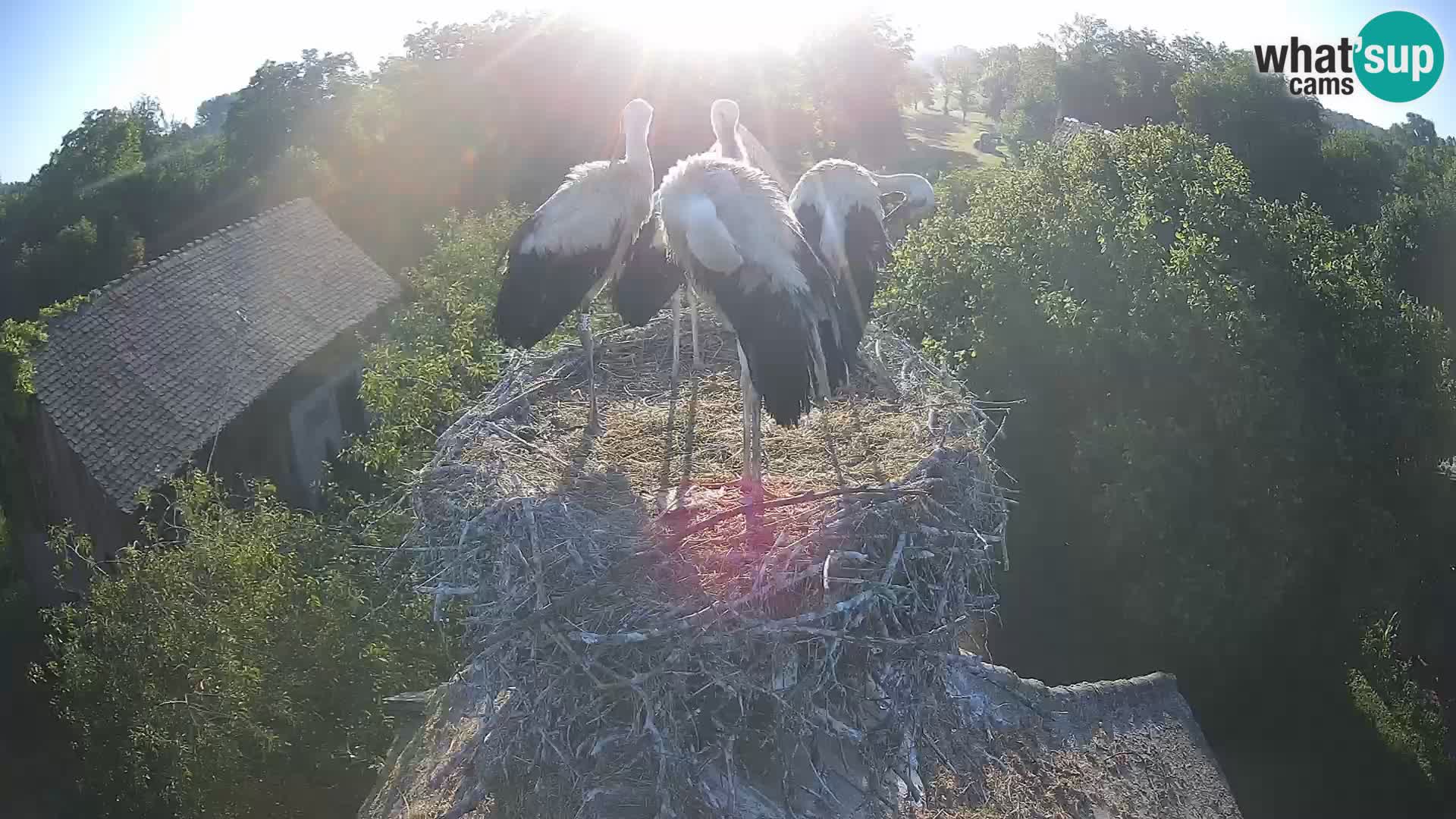Live webcam European stork village – Lonjsko polje Nature Park