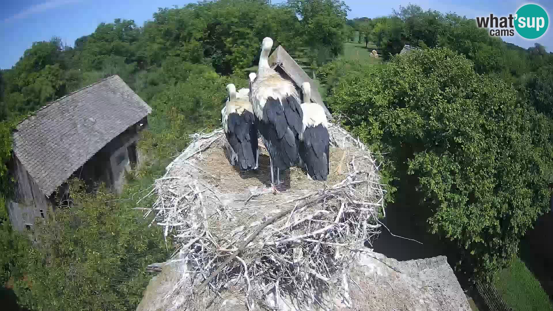 U živo Europsko selo roda – Park prirode Lonjsko polje