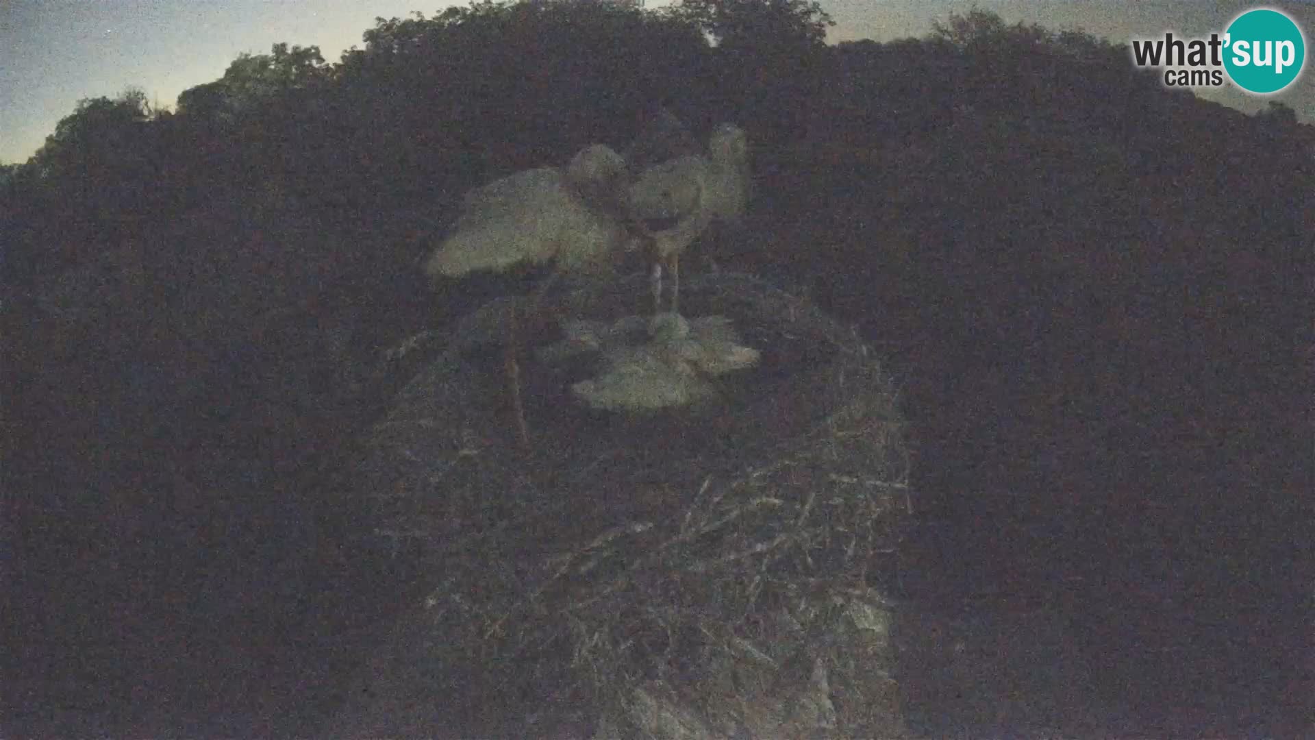 Pueblo europeo de cigüeñas camera en vivo Parque Natural Lonjsko polje