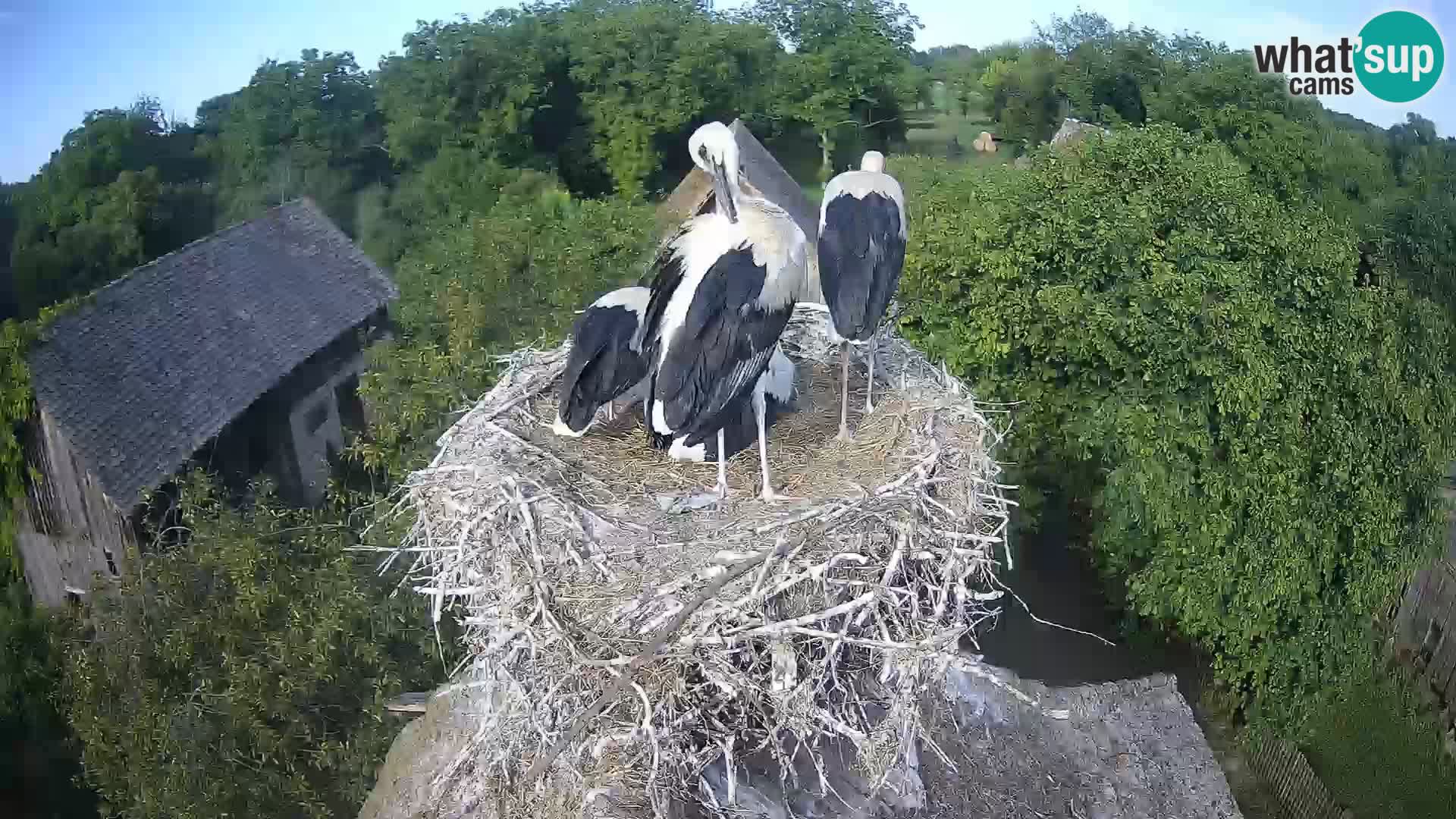 Village européen de cigognes webcam Parc naturel de Lonjsko polje