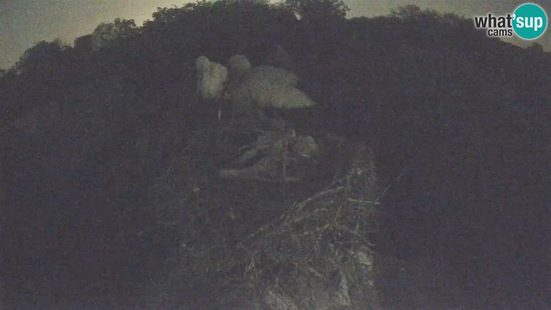 Live webcam European stork village – Lonjsko polje Nature Park