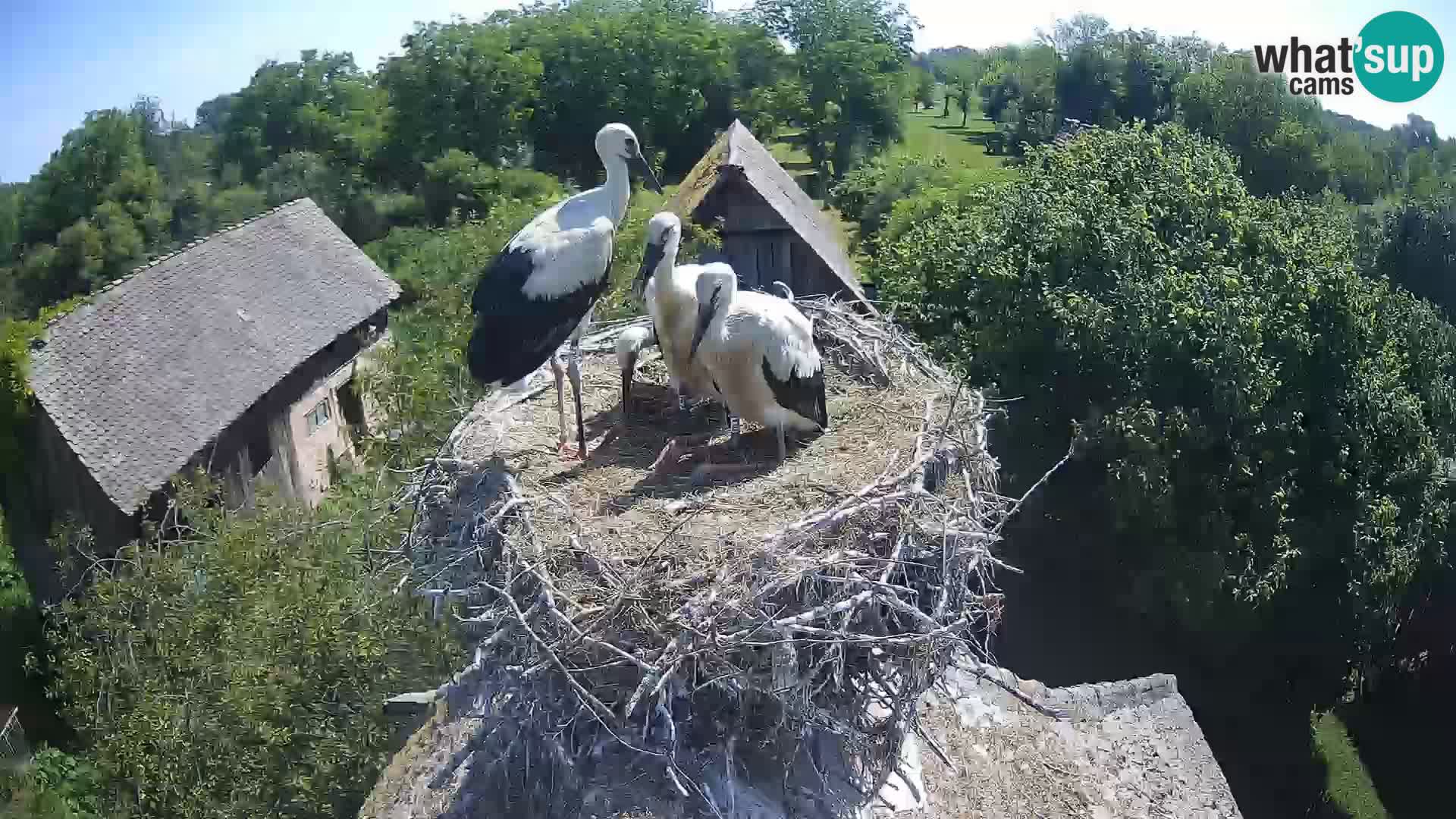Village européen de cigognes webcam Parc naturel de Lonjsko polje