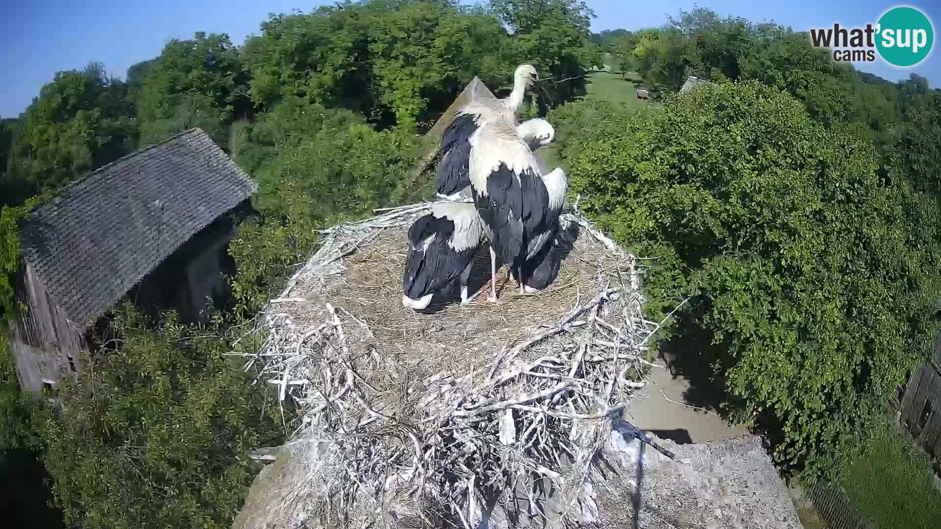 Live webcam European stork village – Lonjsko polje Nature Park