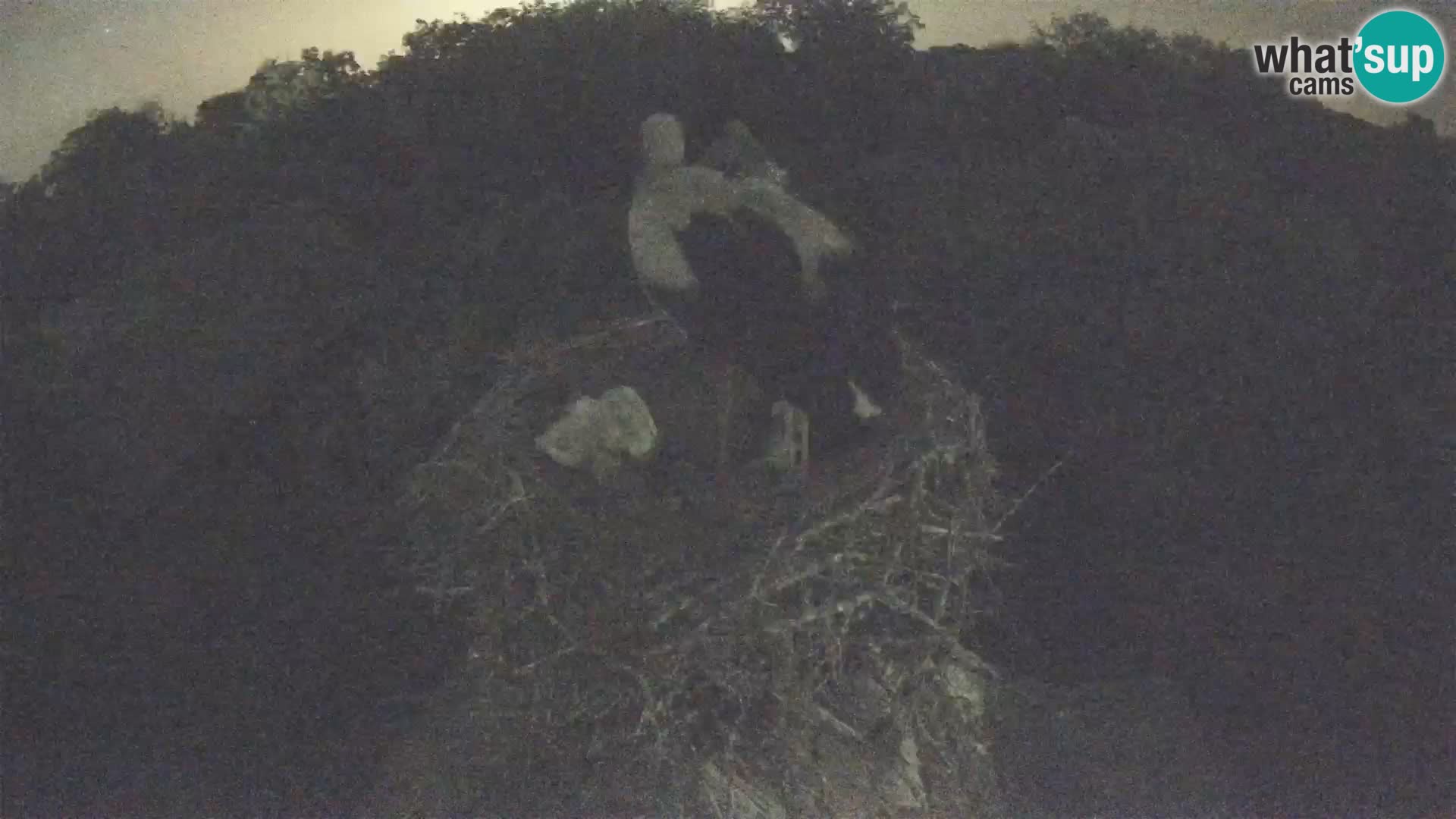 Live webcam European stork village – Lonjsko polje Nature Park