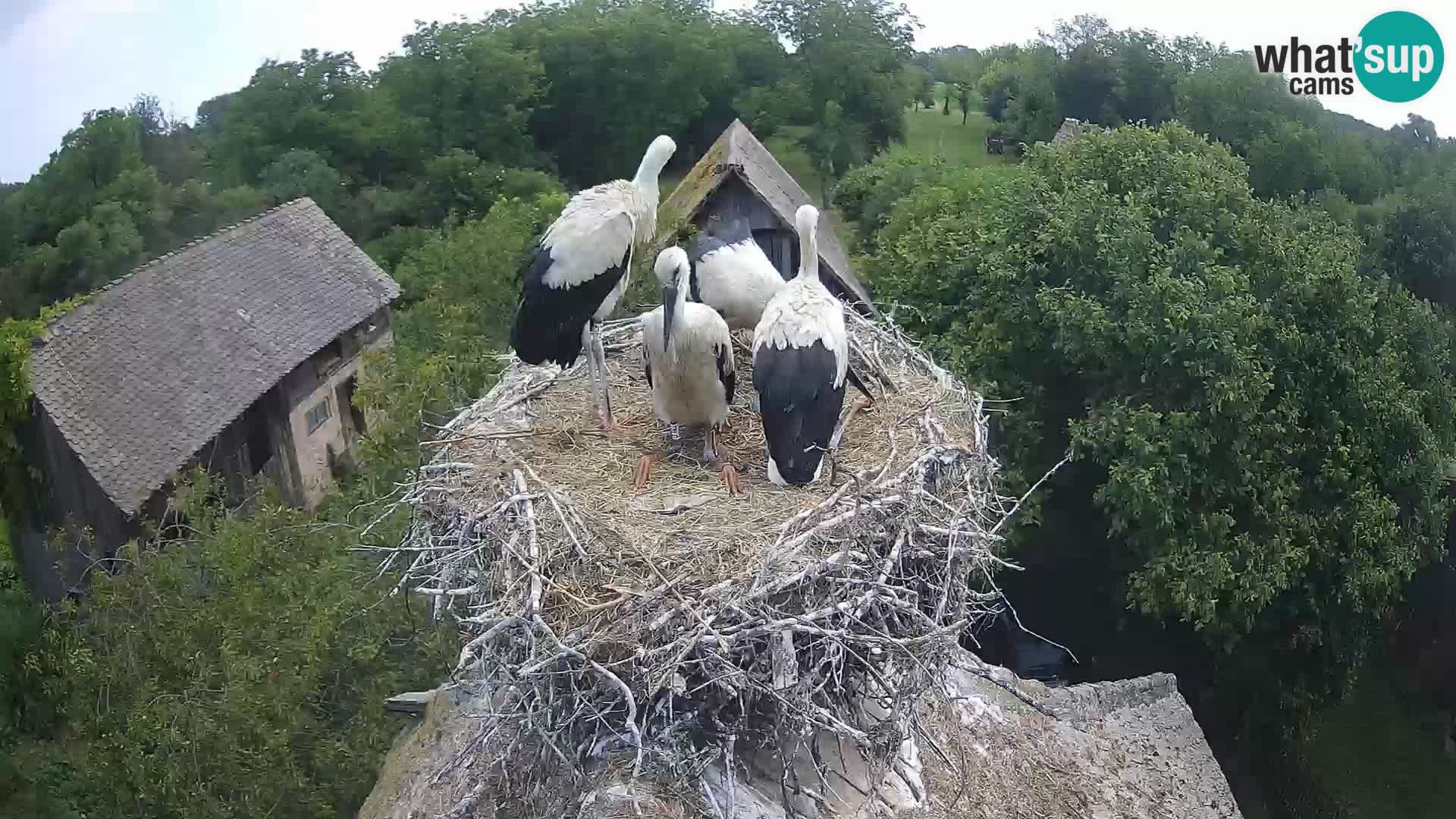 Live webcam European stork village – Lonjsko polje Nature Park