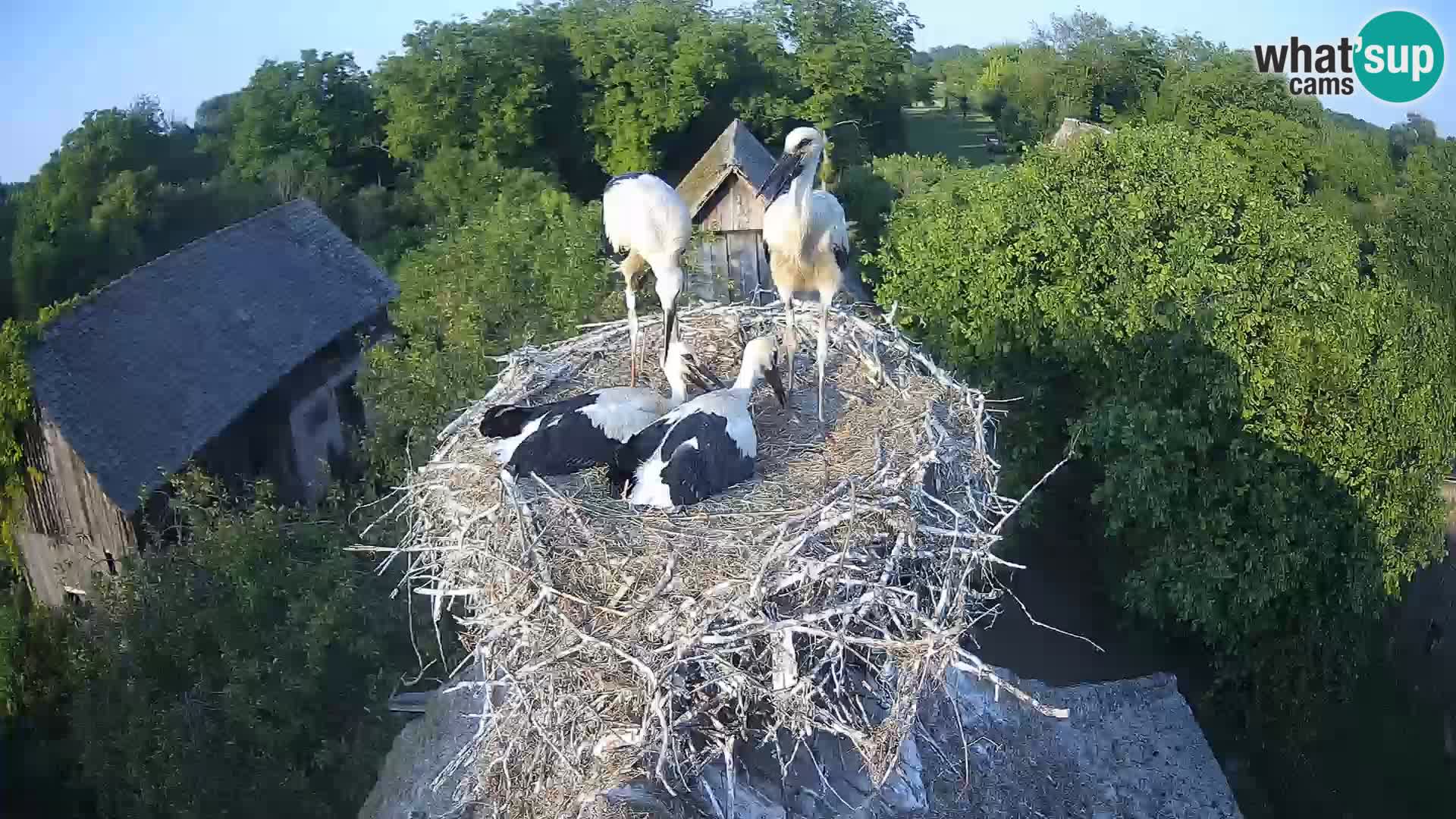 Live webcam European stork village – Lonjsko polje Nature Park