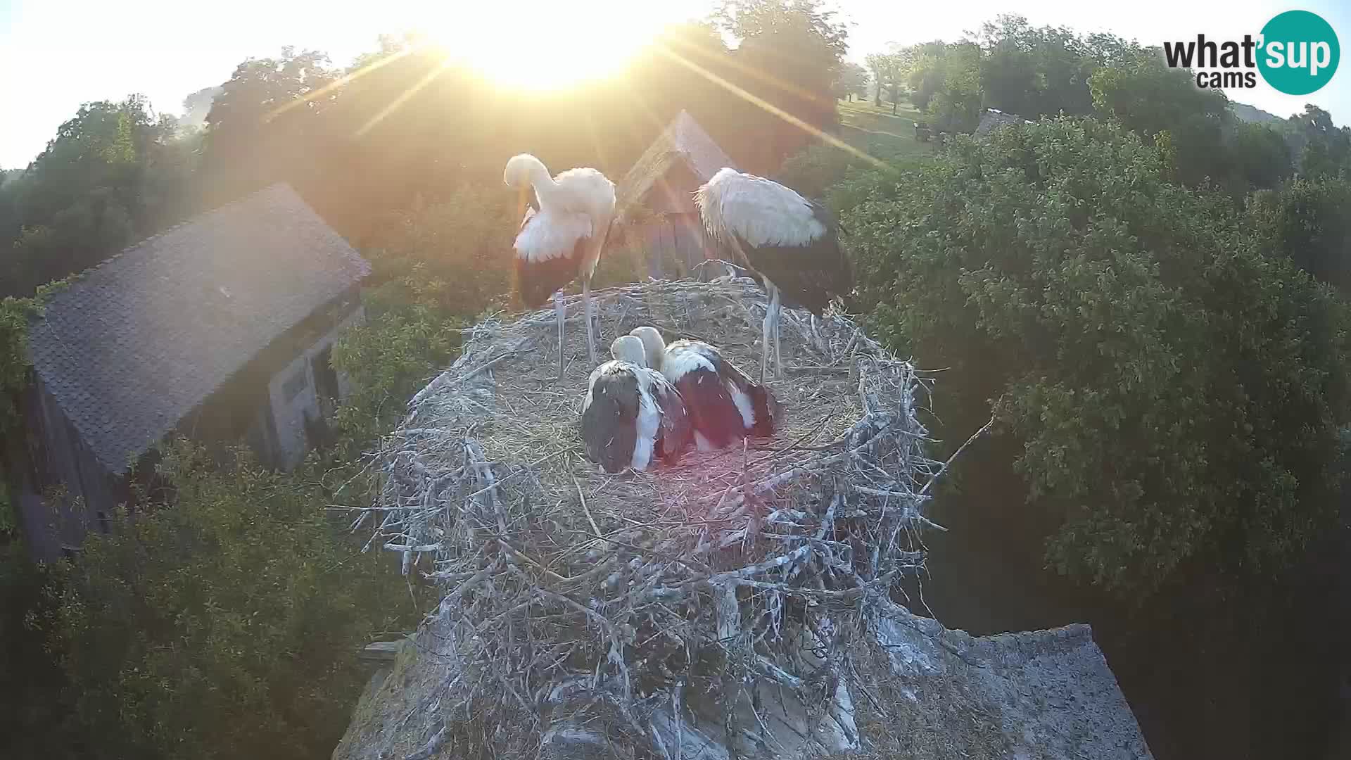 Villaggio delle cicogne europee webcam Parco naturale di Lonjsko polje