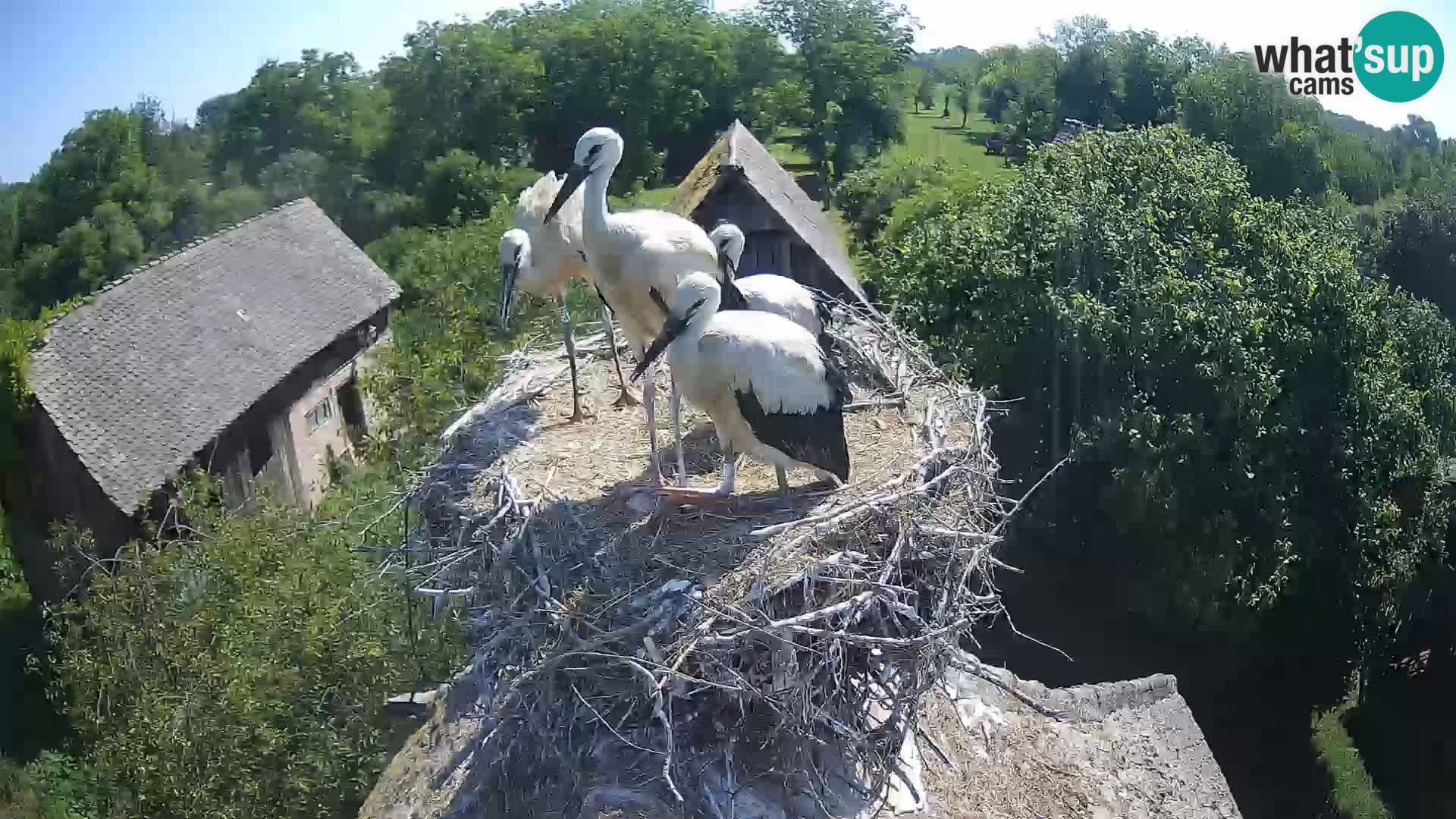 Villaggio delle cicogne europee webcam Parco naturale di Lonjsko polje