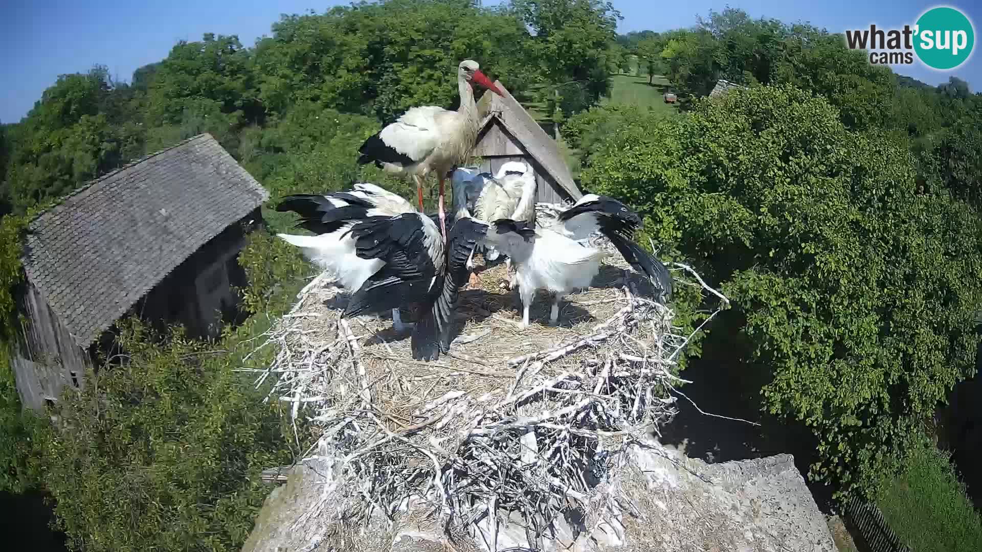 Live webcam European stork village – Lonjsko polje Nature Park