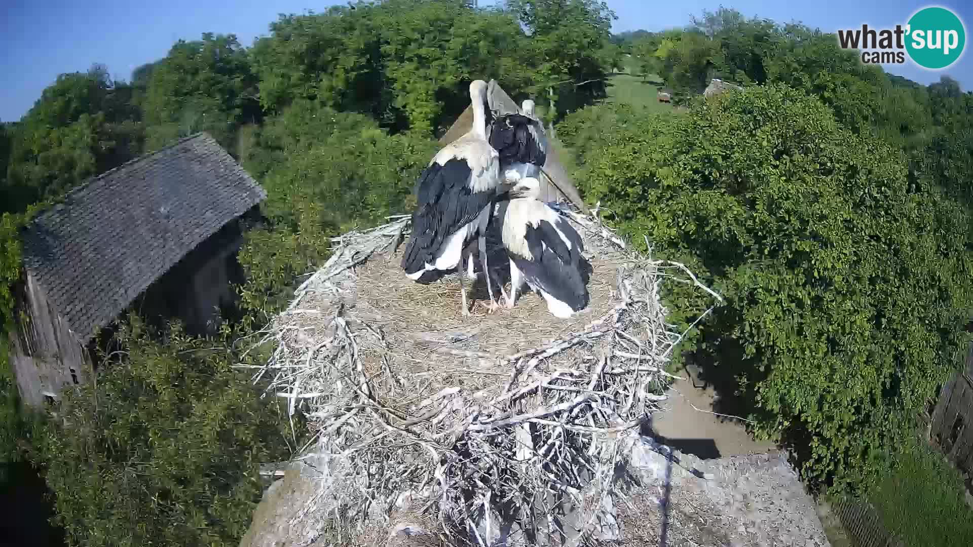 Village européen de cigognes webcam Parc naturel de Lonjsko polje