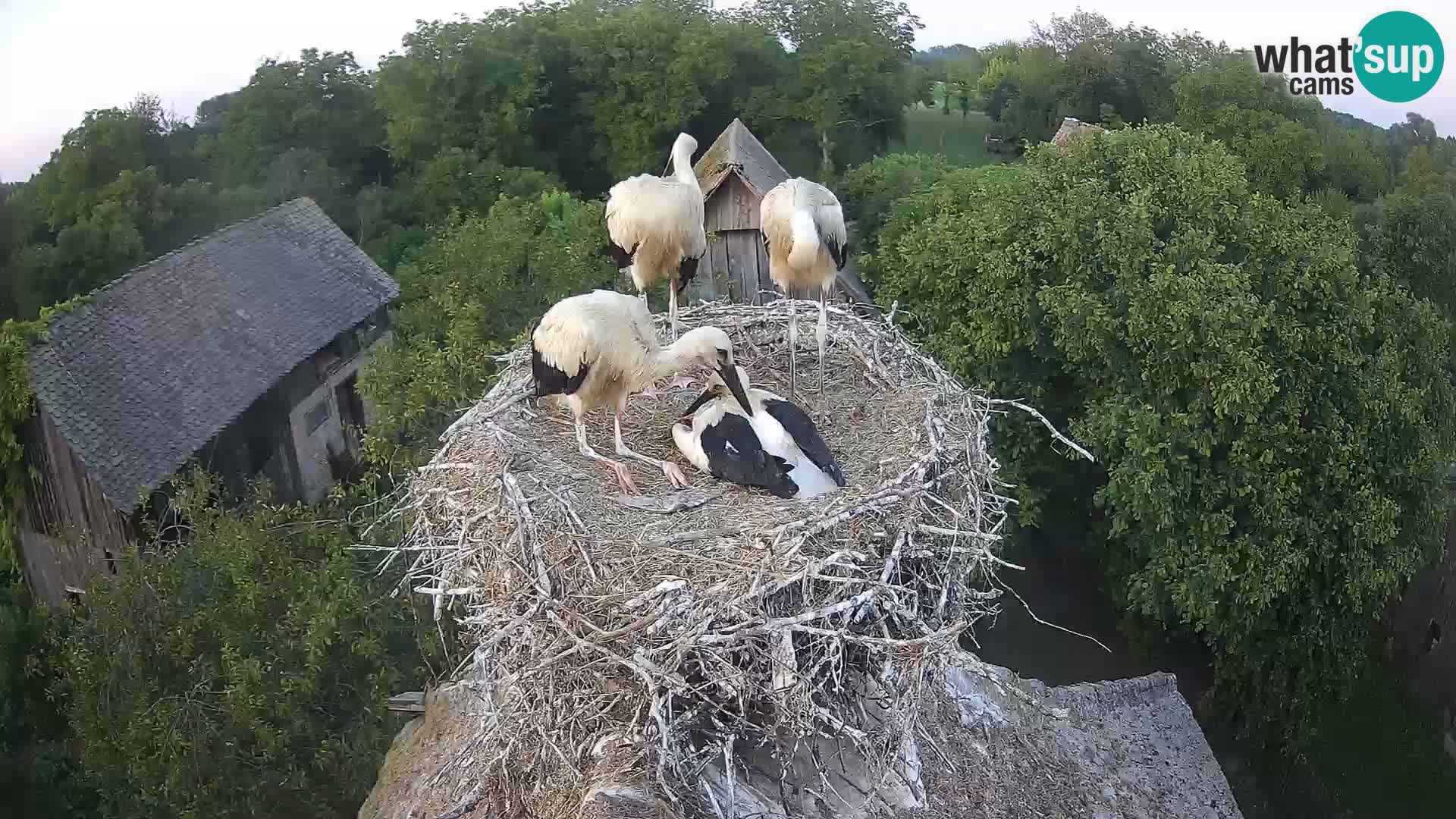 Live webcam European stork village – Lonjsko polje Nature Park