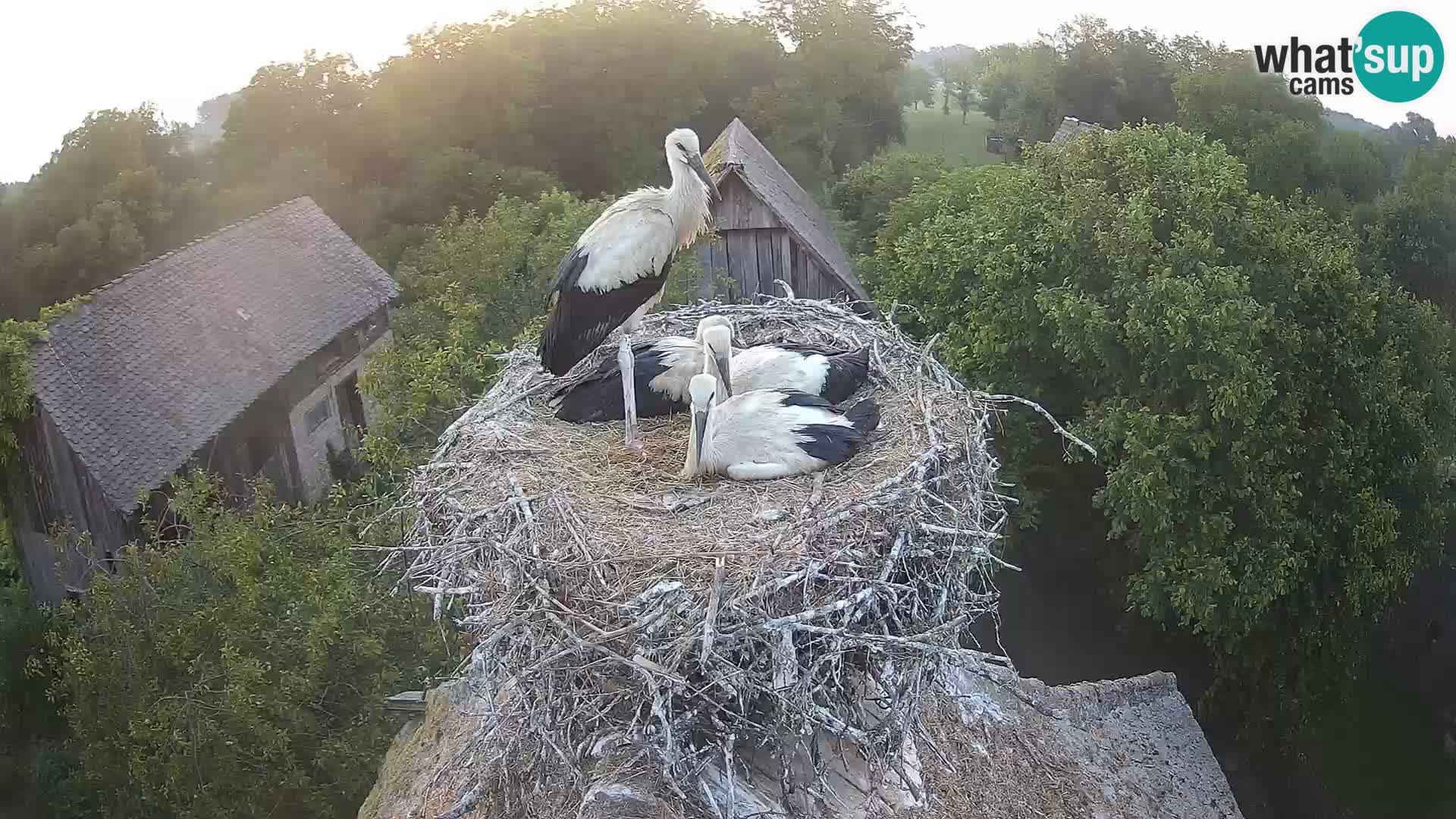 Webcam Europäisches Storchendorf – Naturpark Lonjsko polje