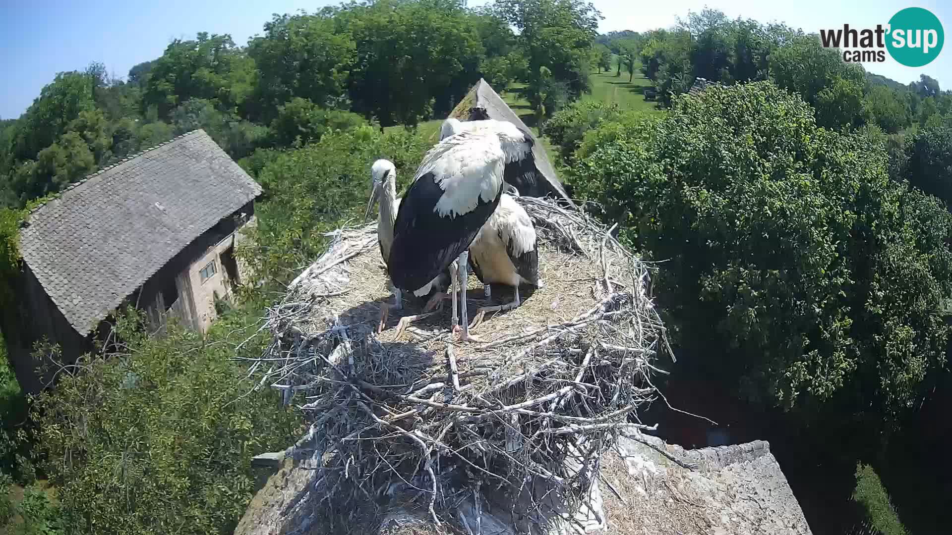Live webcam European stork village – Lonjsko polje Nature Park