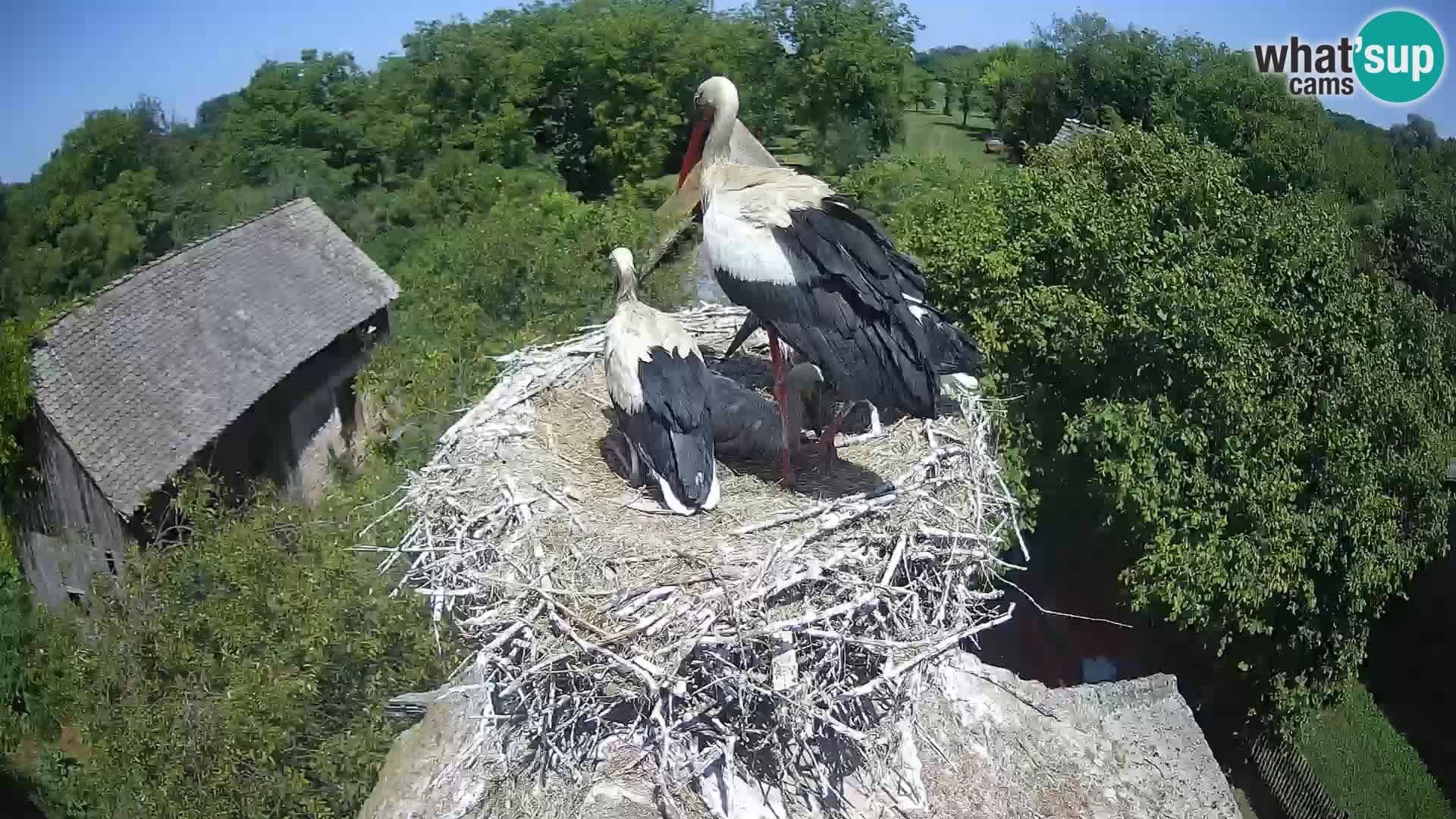 Webcam Europäisches Storchendorf – Naturpark Lonjsko polje