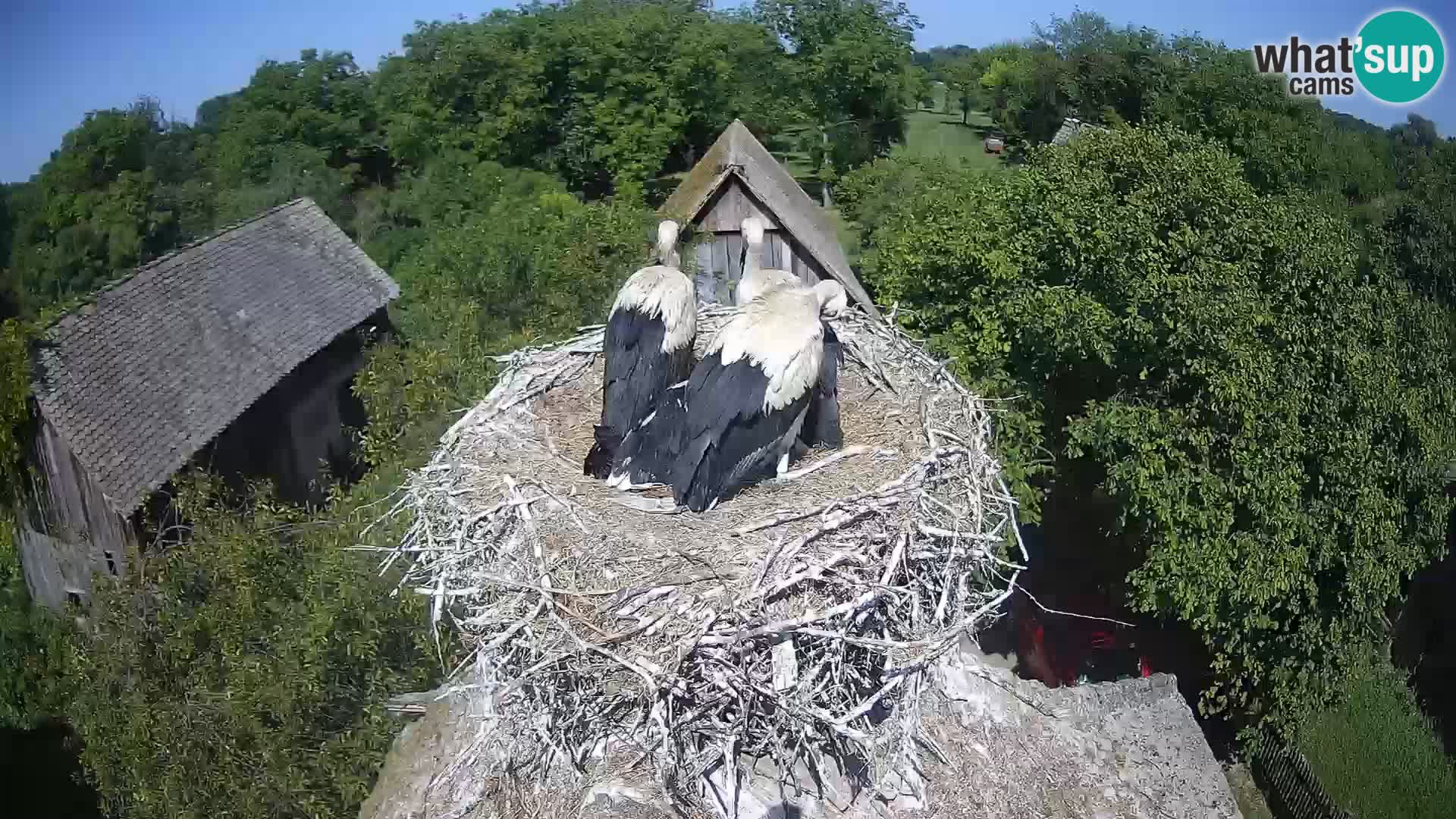 Live webcam European stork village – Lonjsko polje Nature Park
