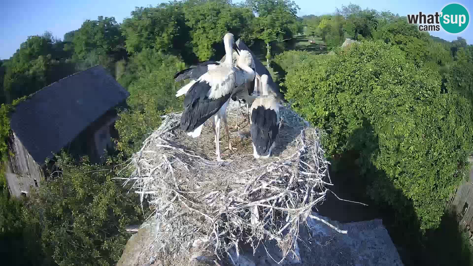 Live webcam European stork village – Lonjsko polje Nature Park