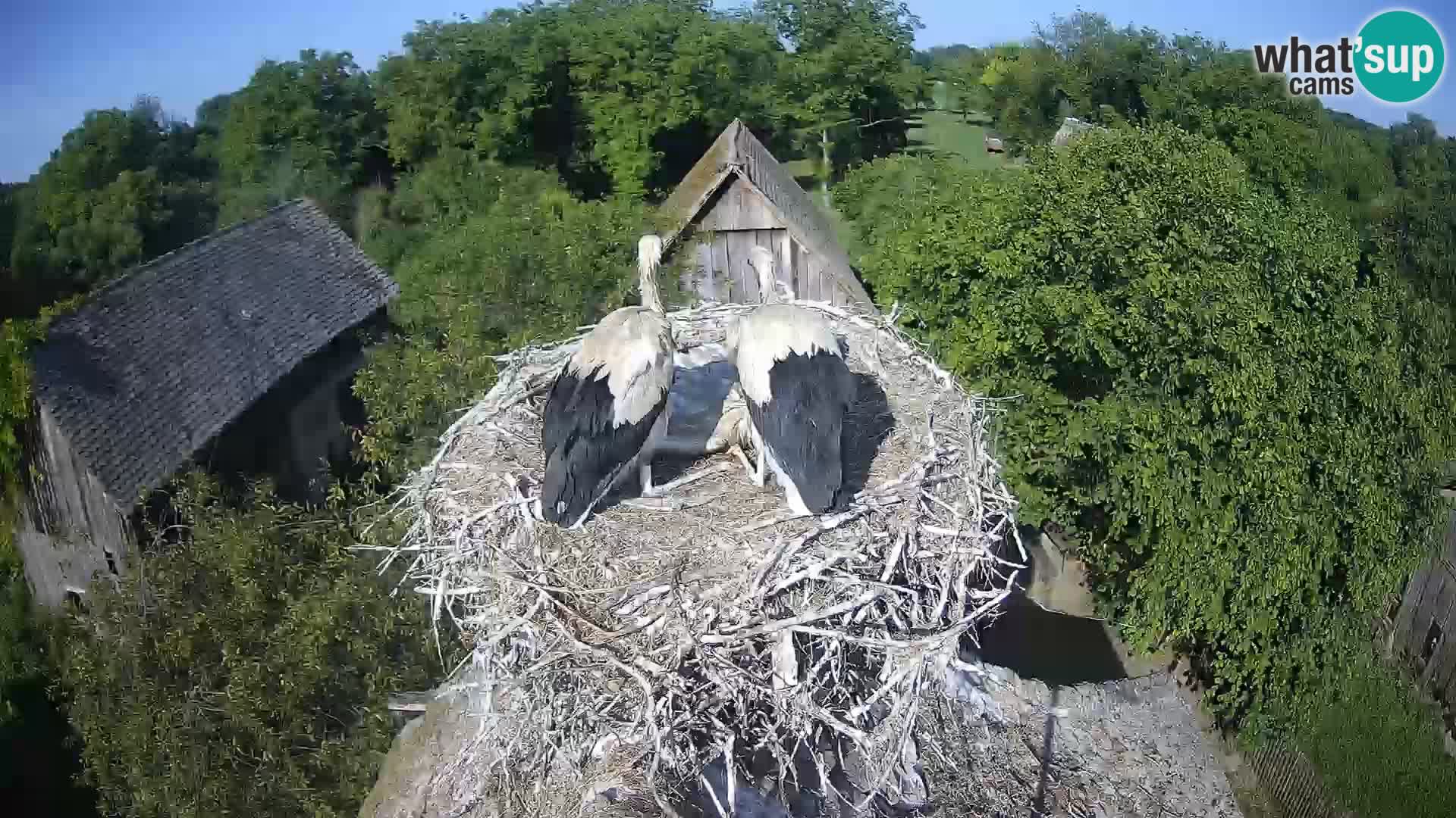 Pueblo europeo de cigüeñas camera en vivo Parque Natural Lonjsko polje