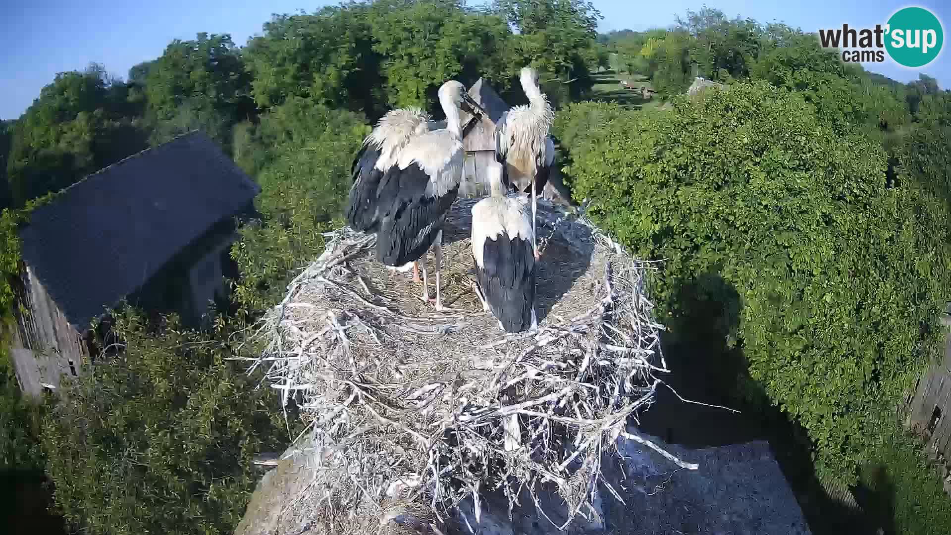 Webcam Europäisches Storchendorf – Naturpark Lonjsko polje
