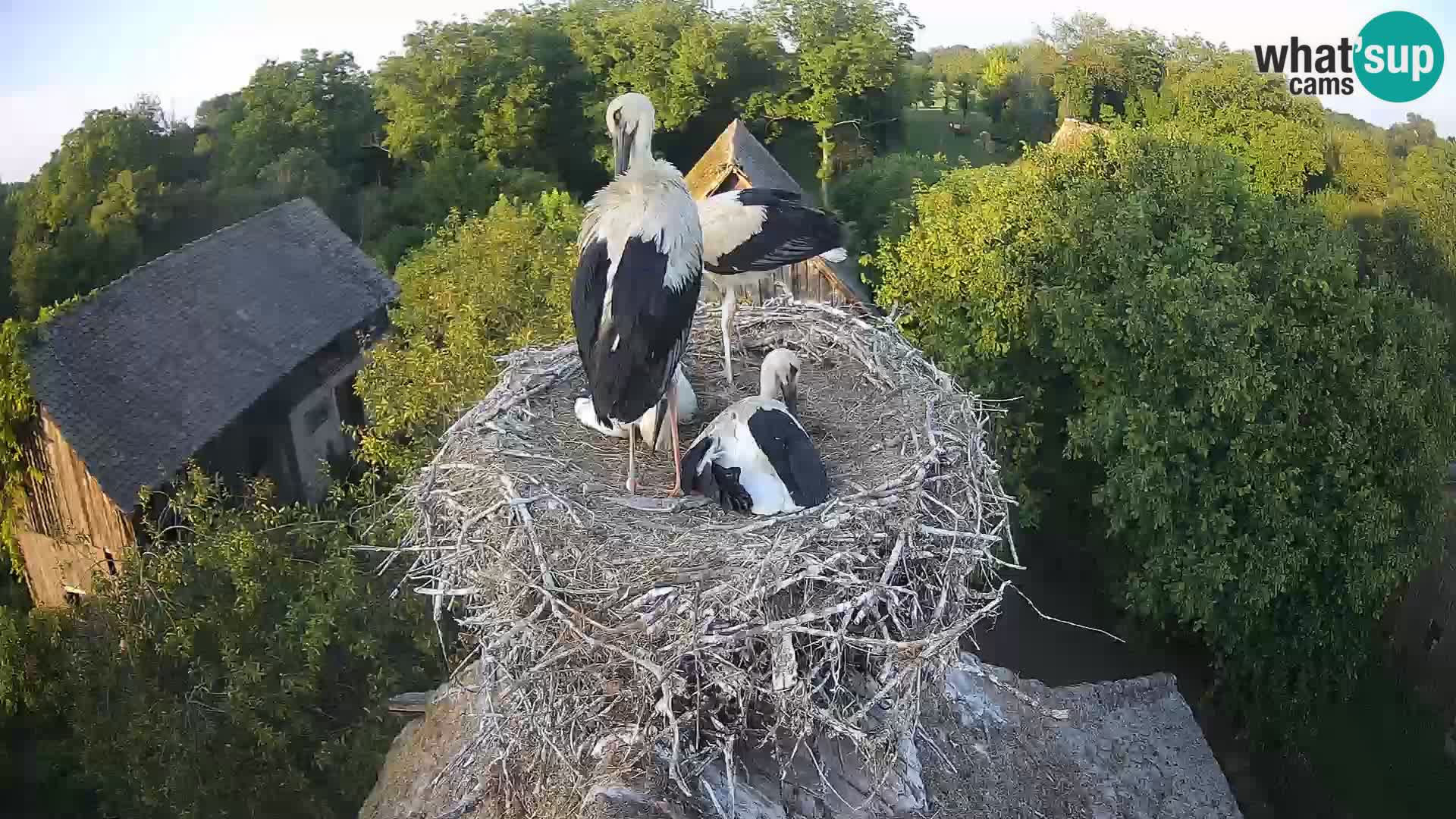 U živo Europsko selo roda – Park prirode Lonjsko polje