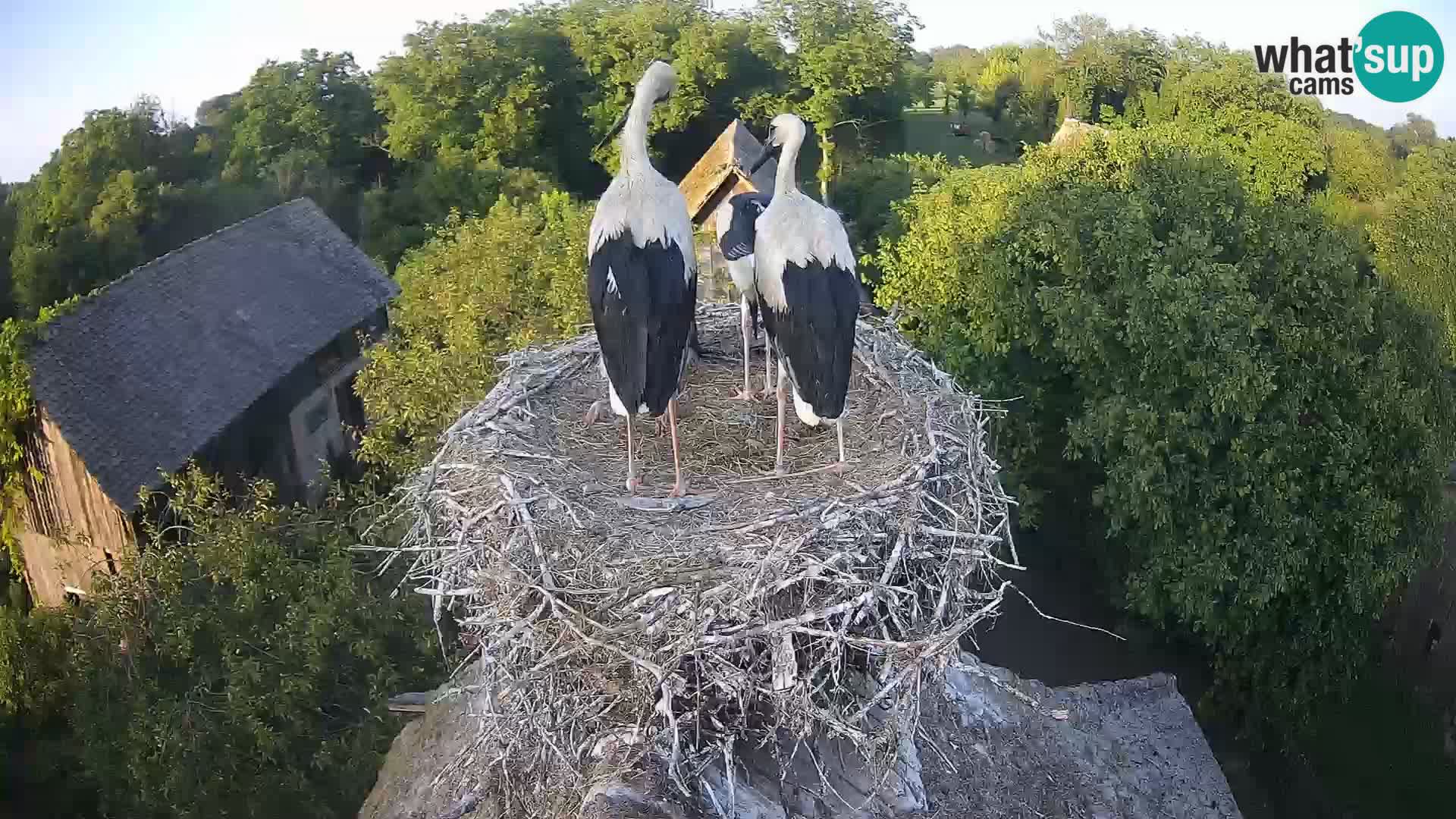 Village européen de cigognes webcam Parc naturel de Lonjsko polje
