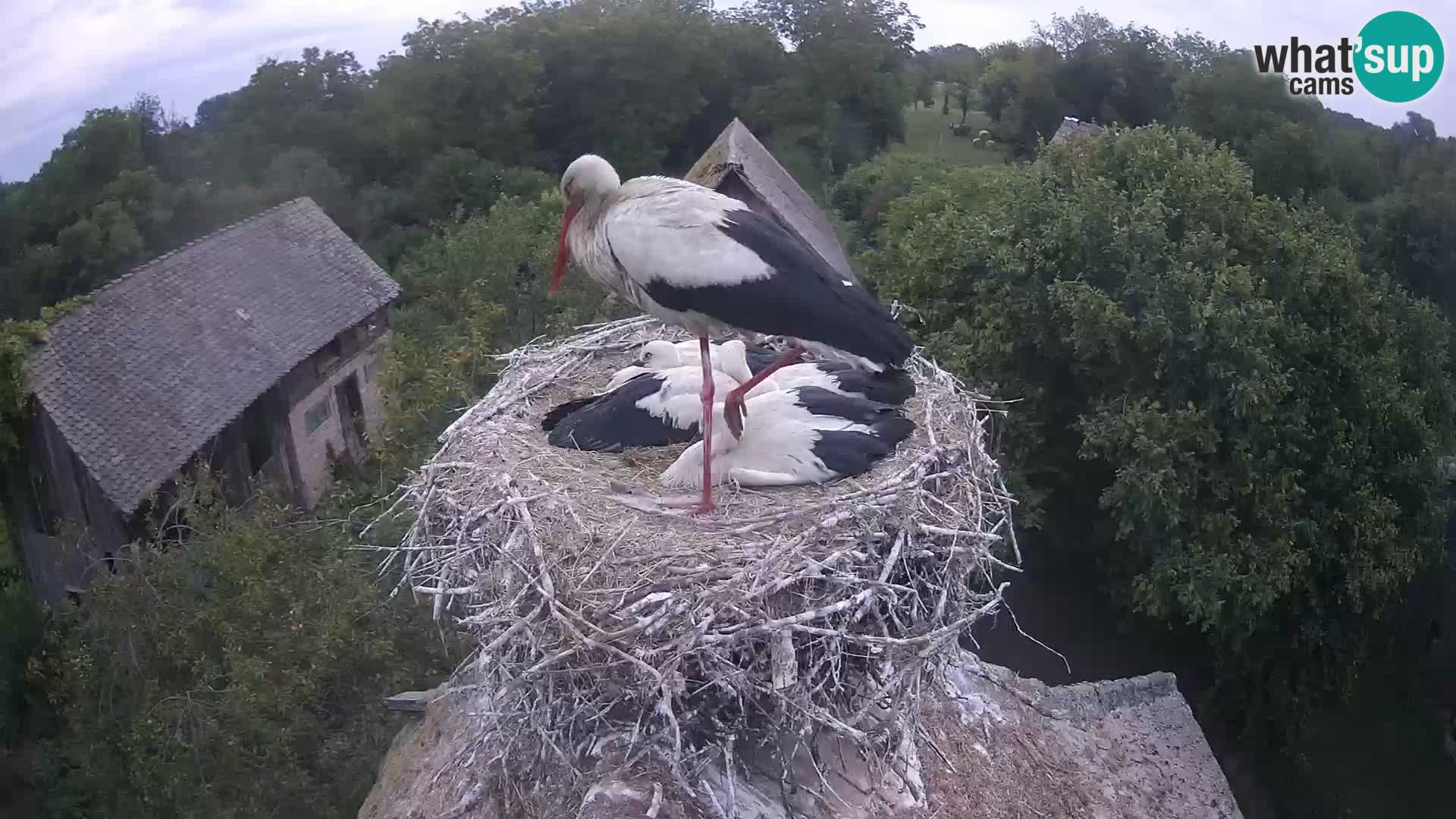 Webcam Europäisches Storchendorf – Naturpark Lonjsko polje