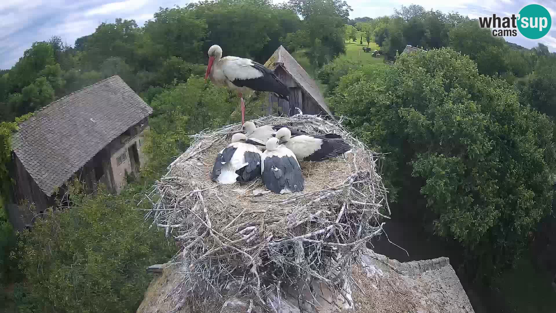 Village européen de cigognes webcam Parc naturel de Lonjsko polje