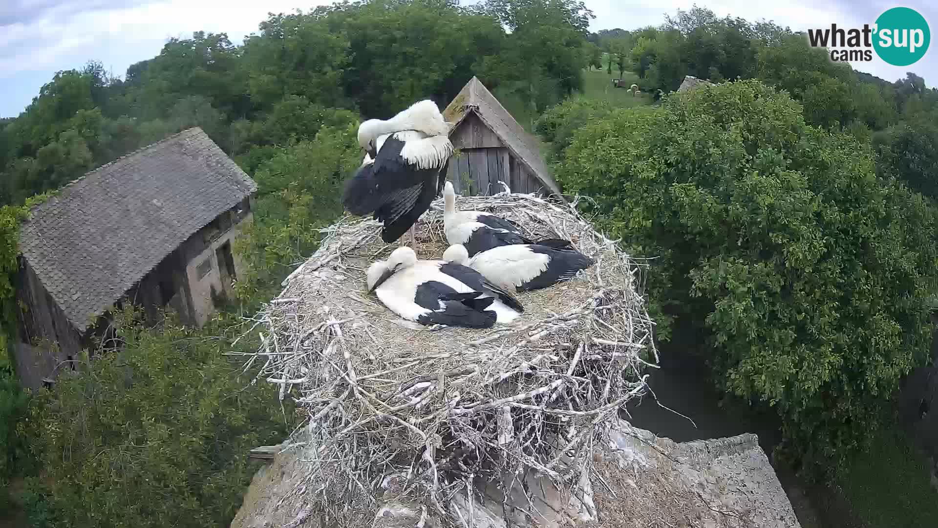 Pueblo europeo de cigüeñas camera en vivo Parque Natural Lonjsko polje
