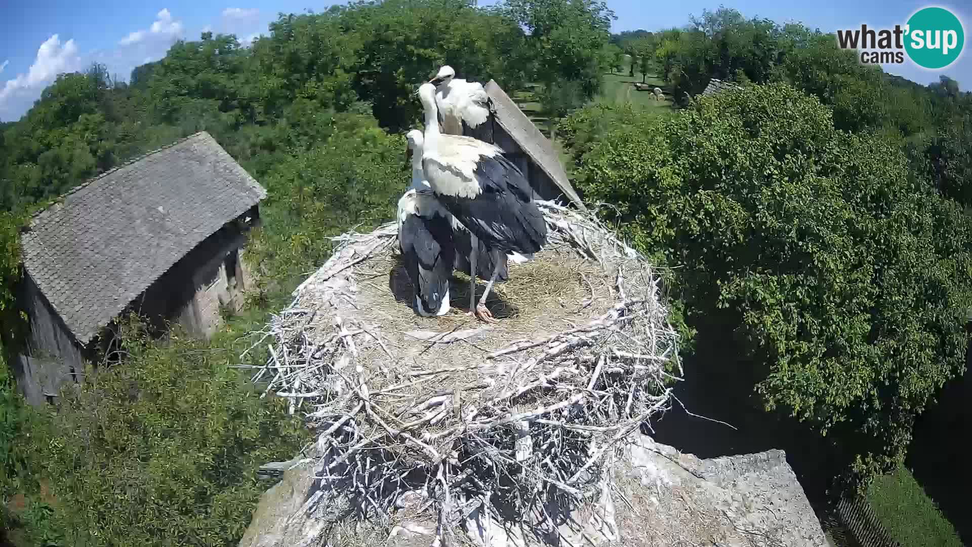Live webcam European stork village – Lonjsko polje Nature Park