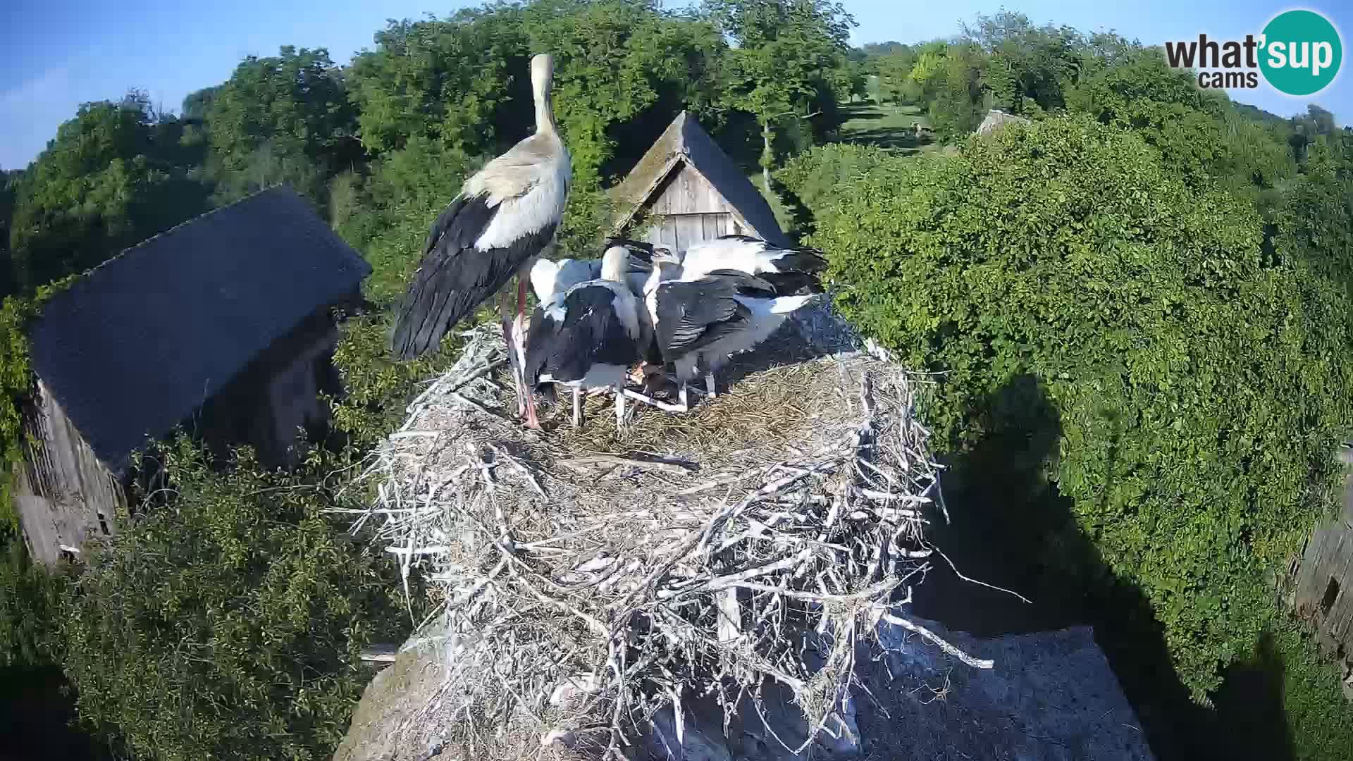 Villaggio delle cicogne europee webcam Parco naturale di Lonjsko polje