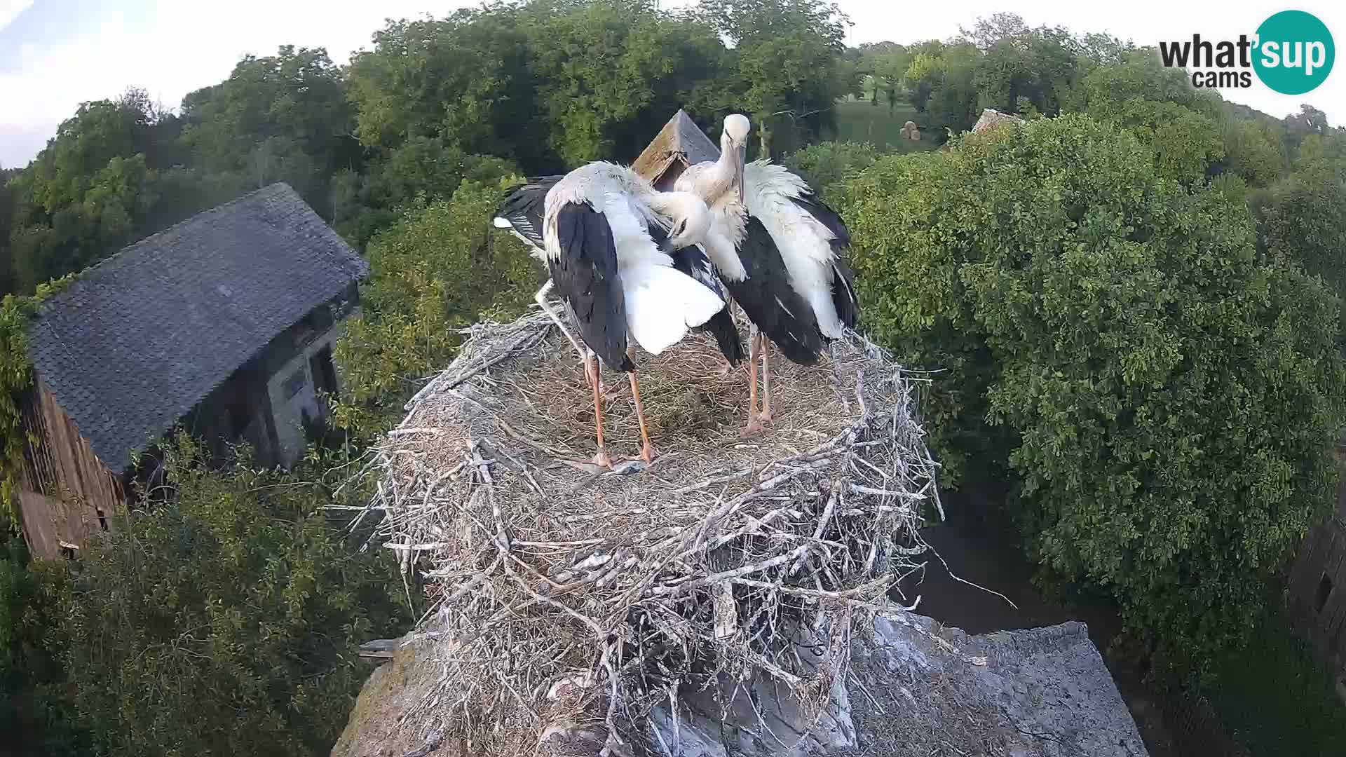 Webcam Europäisches Storchendorf – Naturpark Lonjsko polje