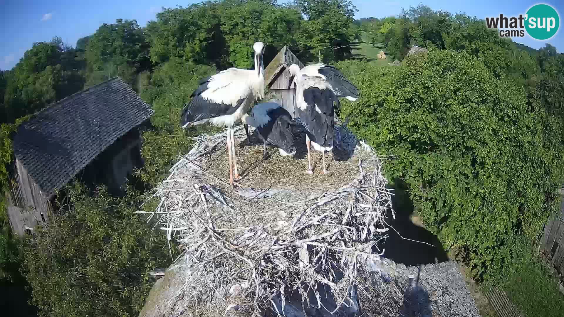 U živo Europsko selo roda – Park prirode Lonjsko polje
