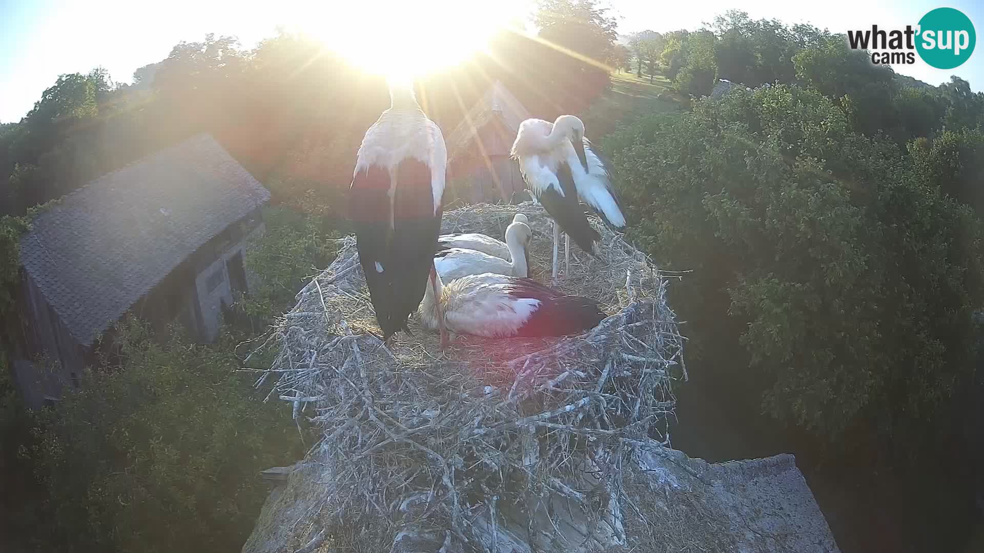 U živo Europsko selo roda – Park prirode Lonjsko polje