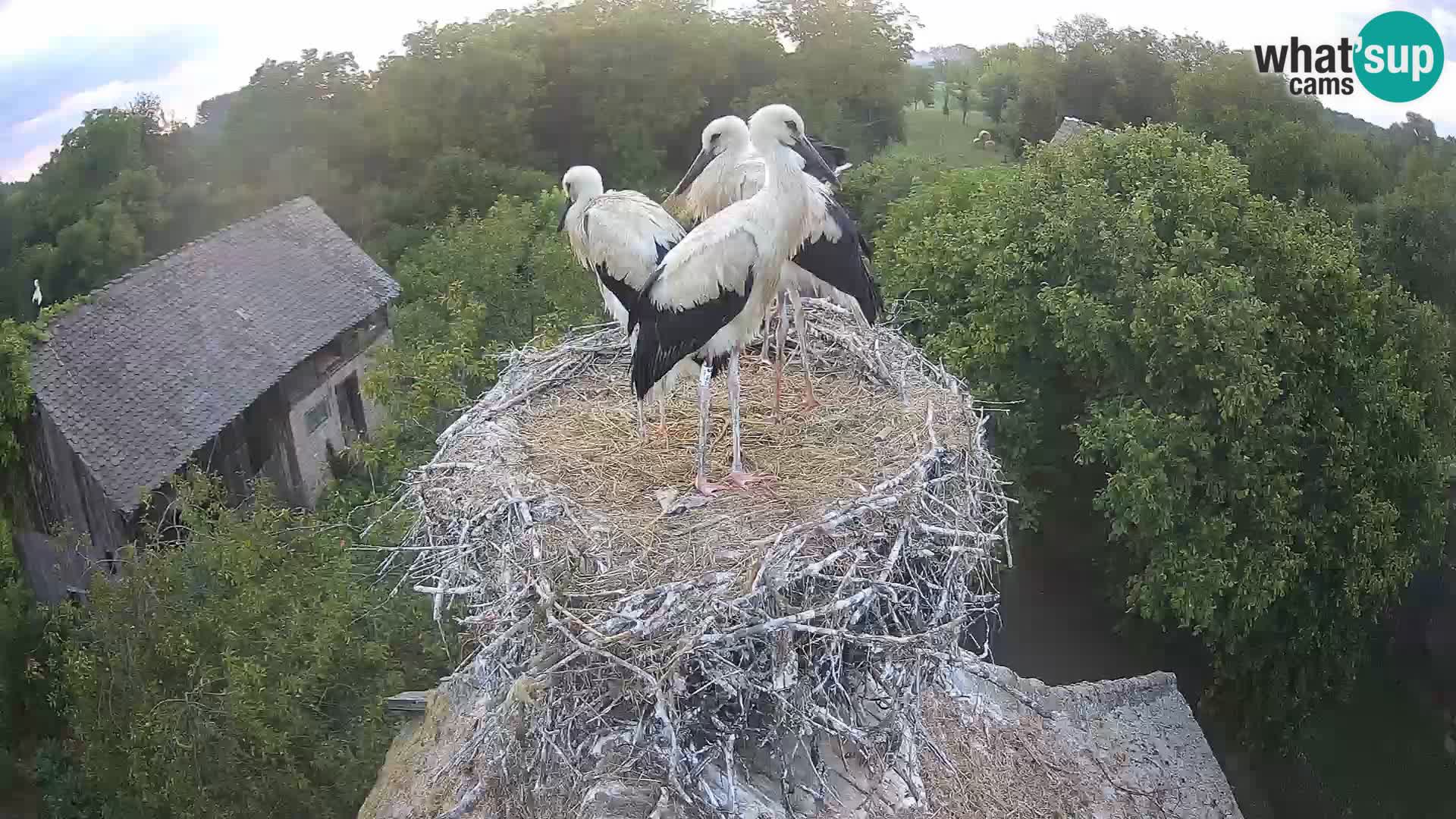 Live webcam European stork village – Lonjsko polje Nature Park