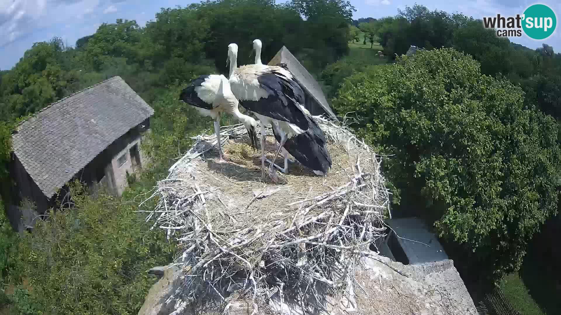 Pueblo europeo de cigüeñas camera en vivo Parque Natural Lonjsko polje
