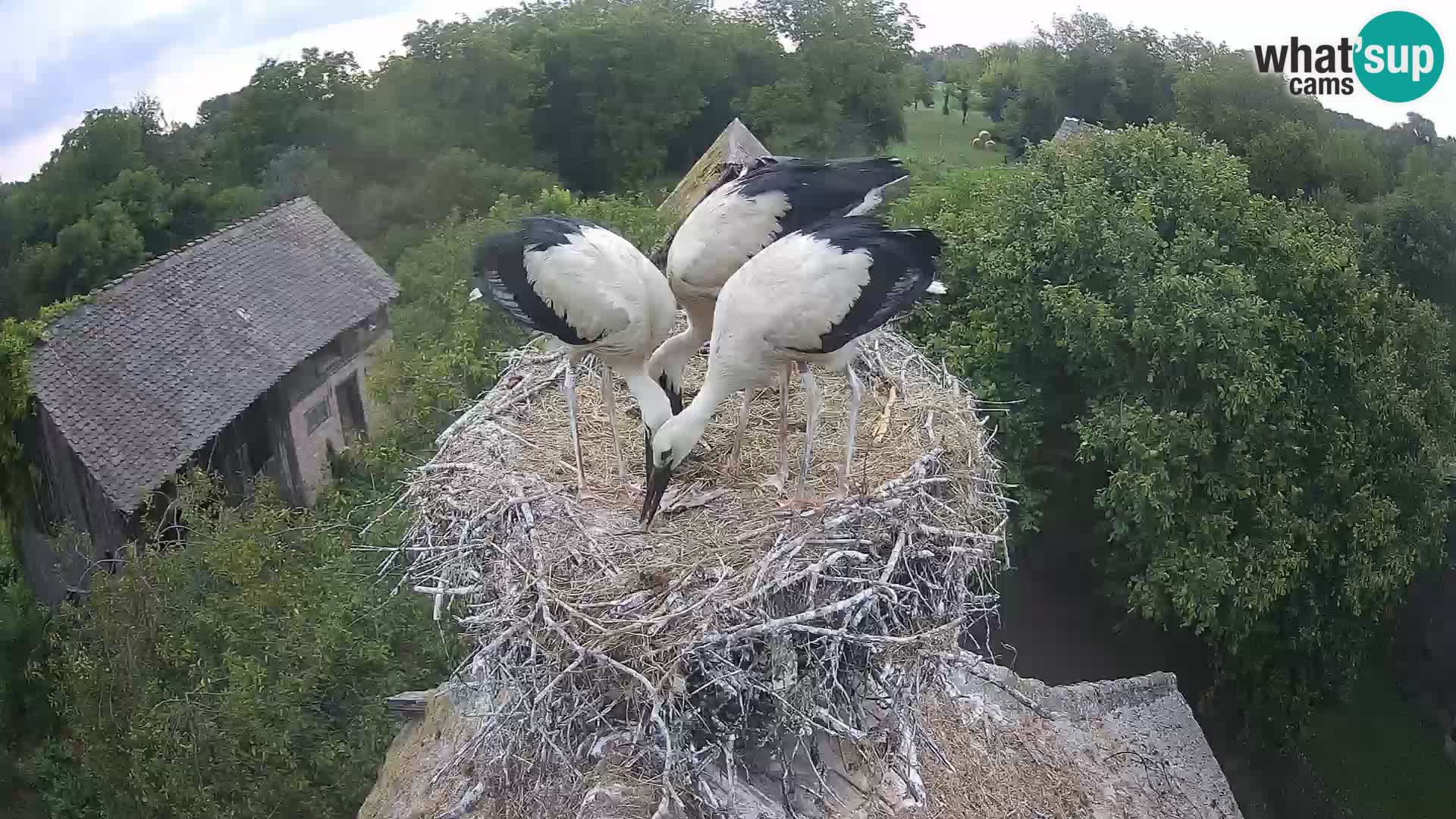 Live webcam European stork village – Lonjsko polje Nature Park