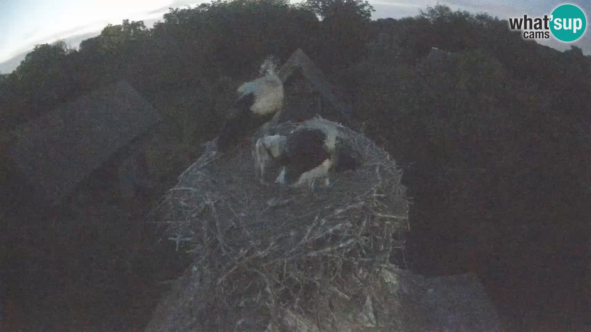 Live webcam European stork village – Lonjsko polje Nature Park