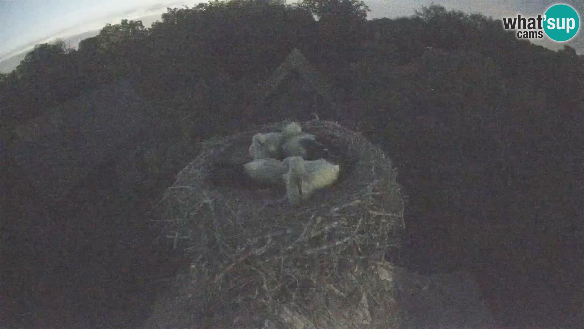 Live webcam European stork village – Lonjsko polje Nature Park