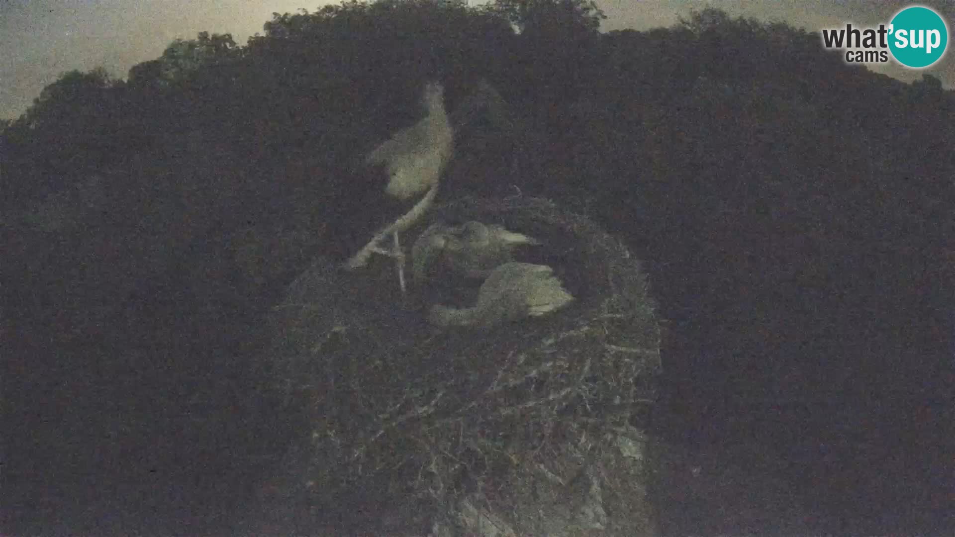 Live webcam European stork village – Lonjsko polje Nature Park
