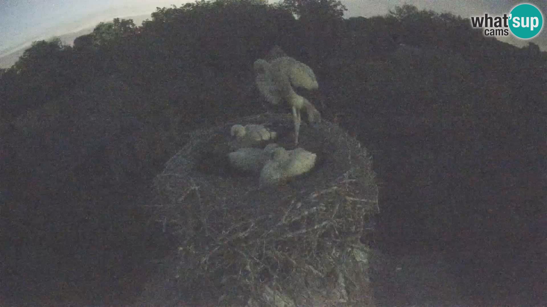 Villaggio delle cicogne europee webcam Parco naturale di Lonjsko polje