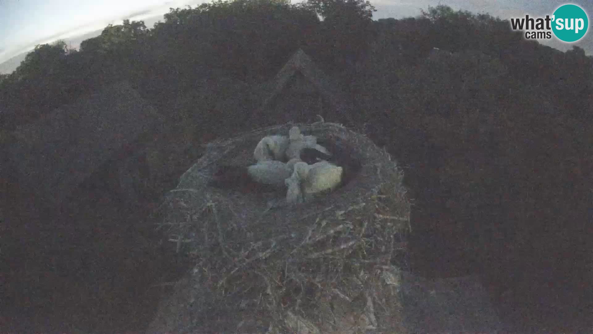 Webcam Europäisches Storchendorf – Naturpark Lonjsko polje
