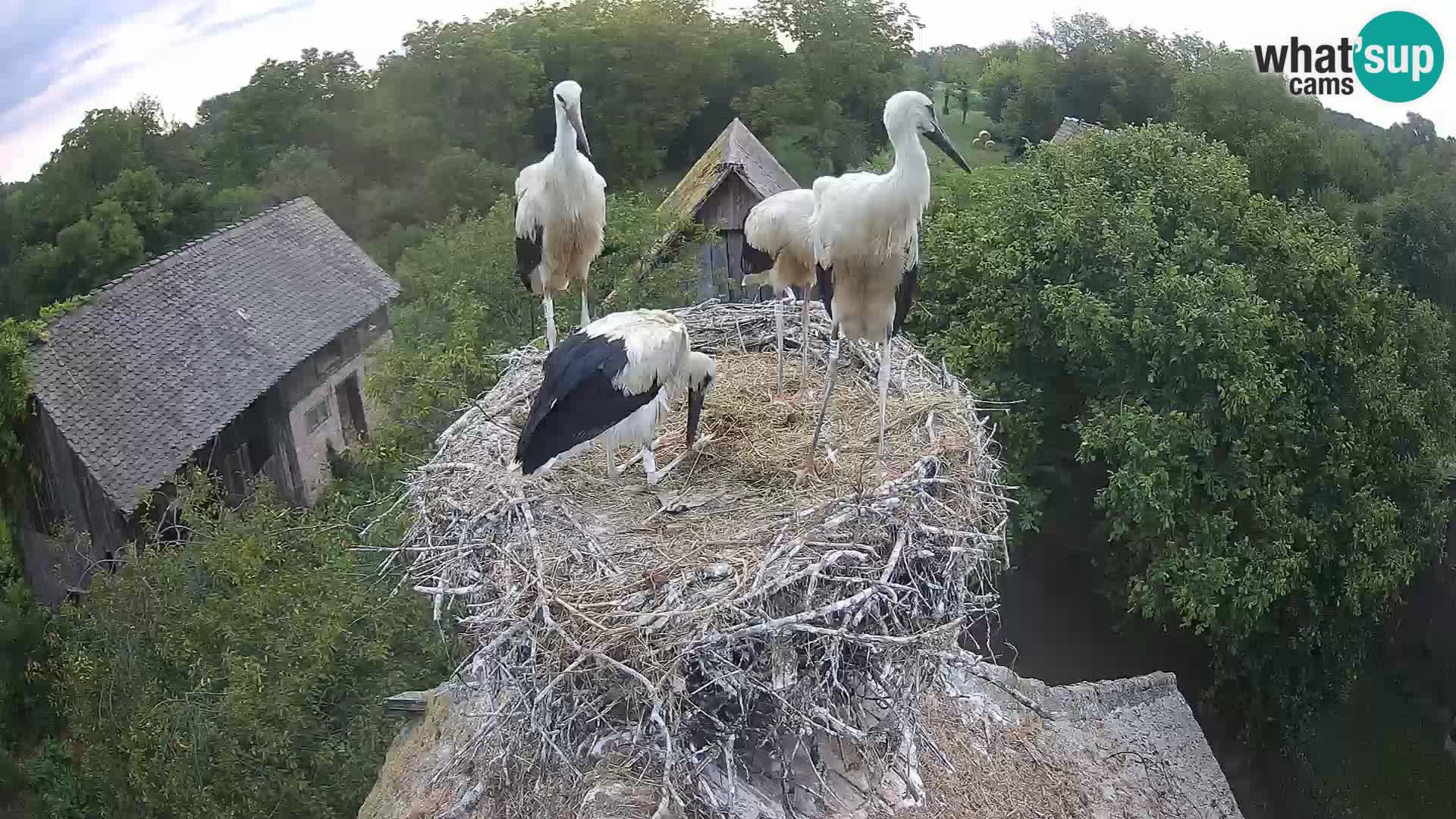Village européen de cigognes webcam Parc naturel de Lonjsko polje