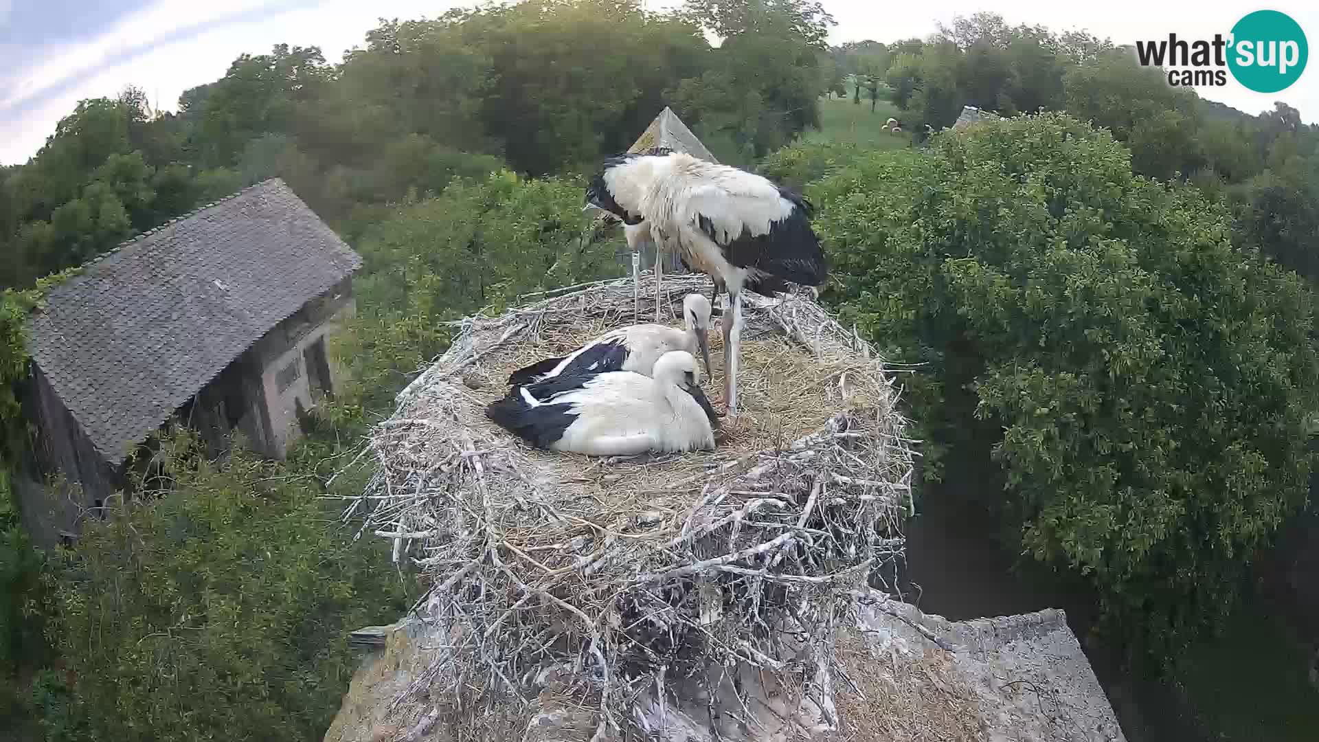 Webcam Europäisches Storchendorf – Naturpark Lonjsko polje