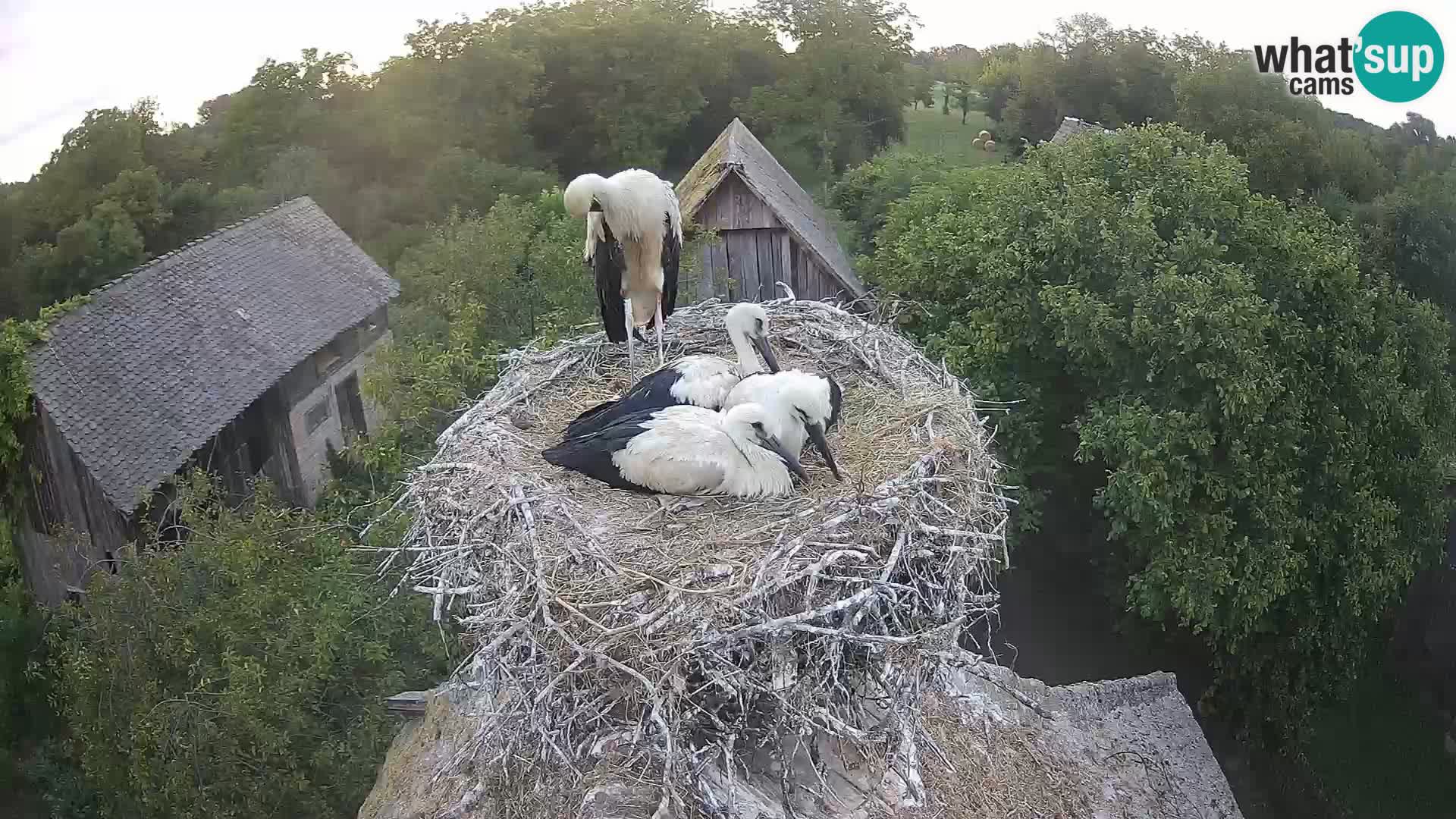 Pueblo europeo de cigüeñas camera en vivo Parque Natural Lonjsko polje