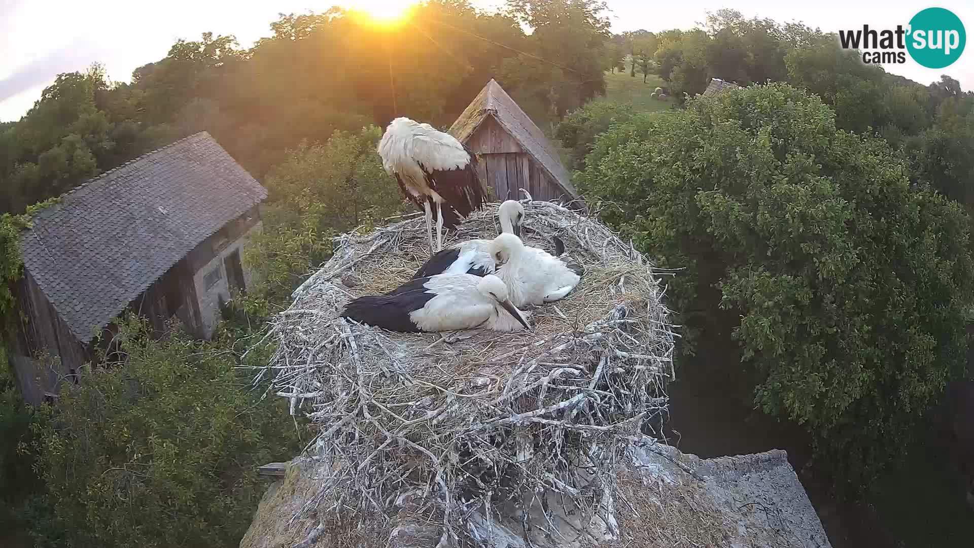 U živo Europsko selo roda – Park prirode Lonjsko polje
