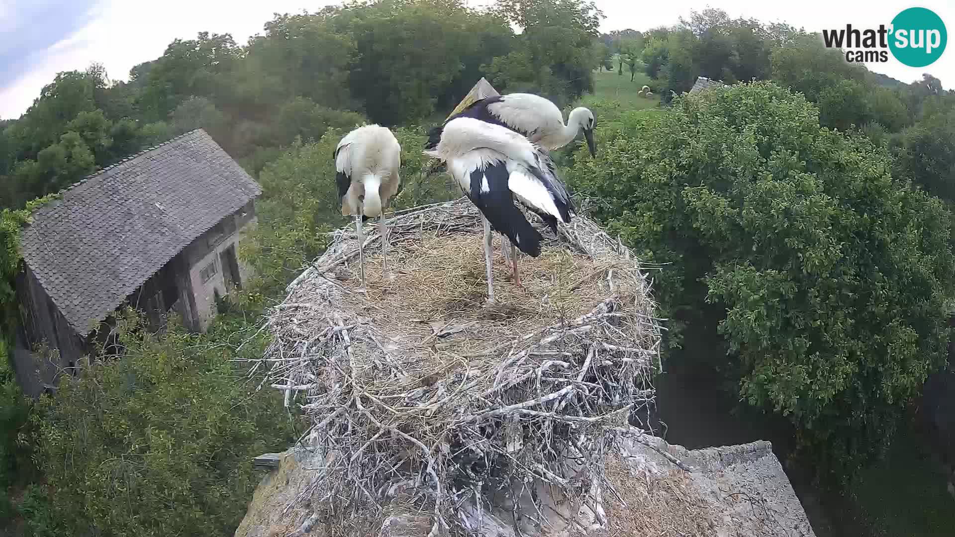 Village européen de cigognes webcam Parc naturel de Lonjsko polje