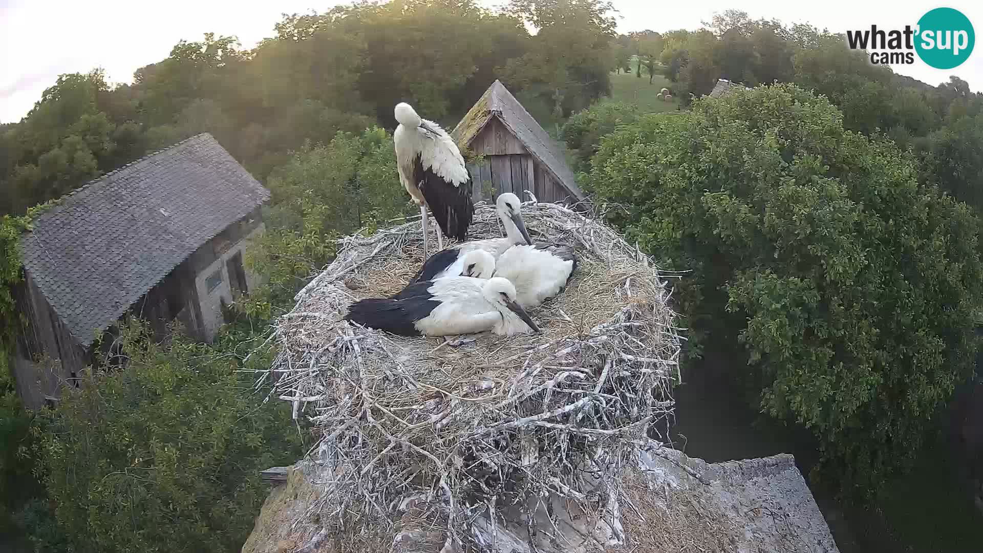 Webcam Europäisches Storchendorf – Naturpark Lonjsko polje
