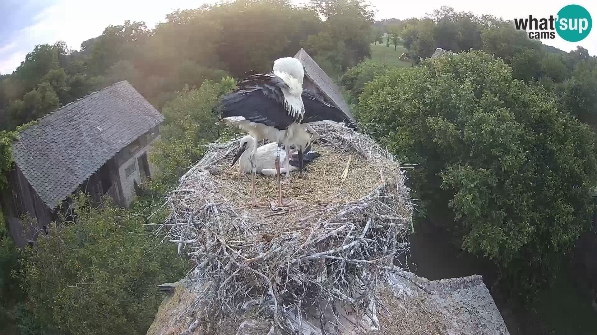 Villaggio delle cicogne europee webcam Parco naturale di Lonjsko polje