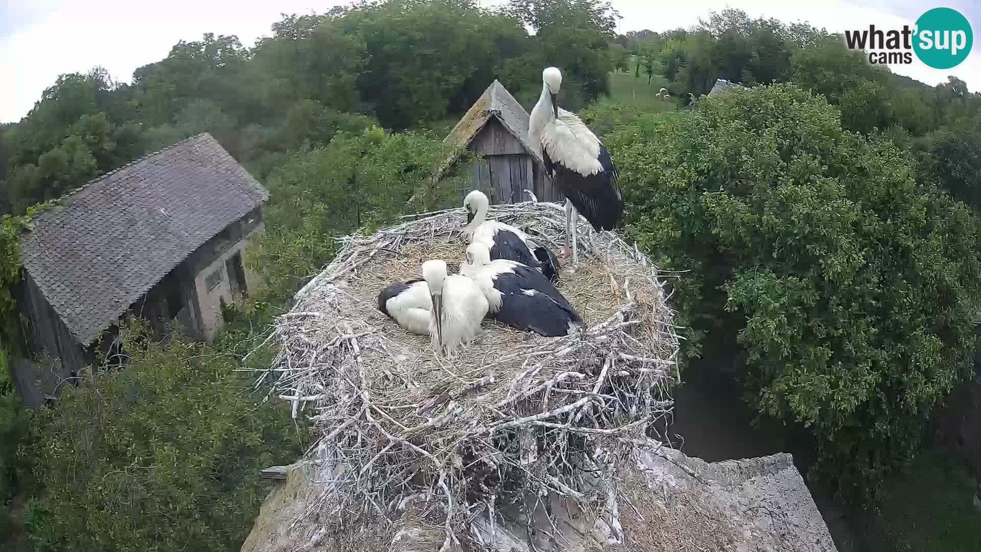 Webcam Europäisches Storchendorf – Naturpark Lonjsko polje