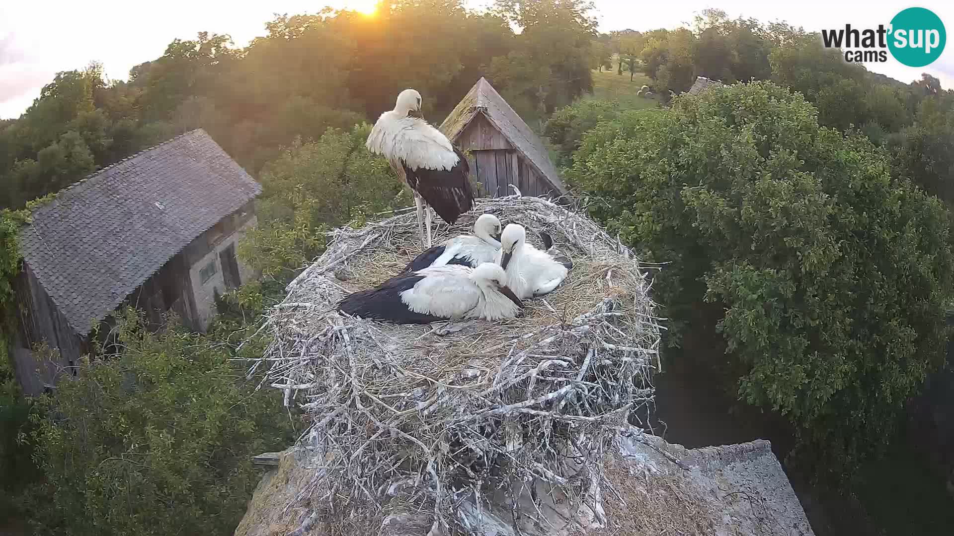 Village européen de cigognes webcam Parc naturel de Lonjsko polje