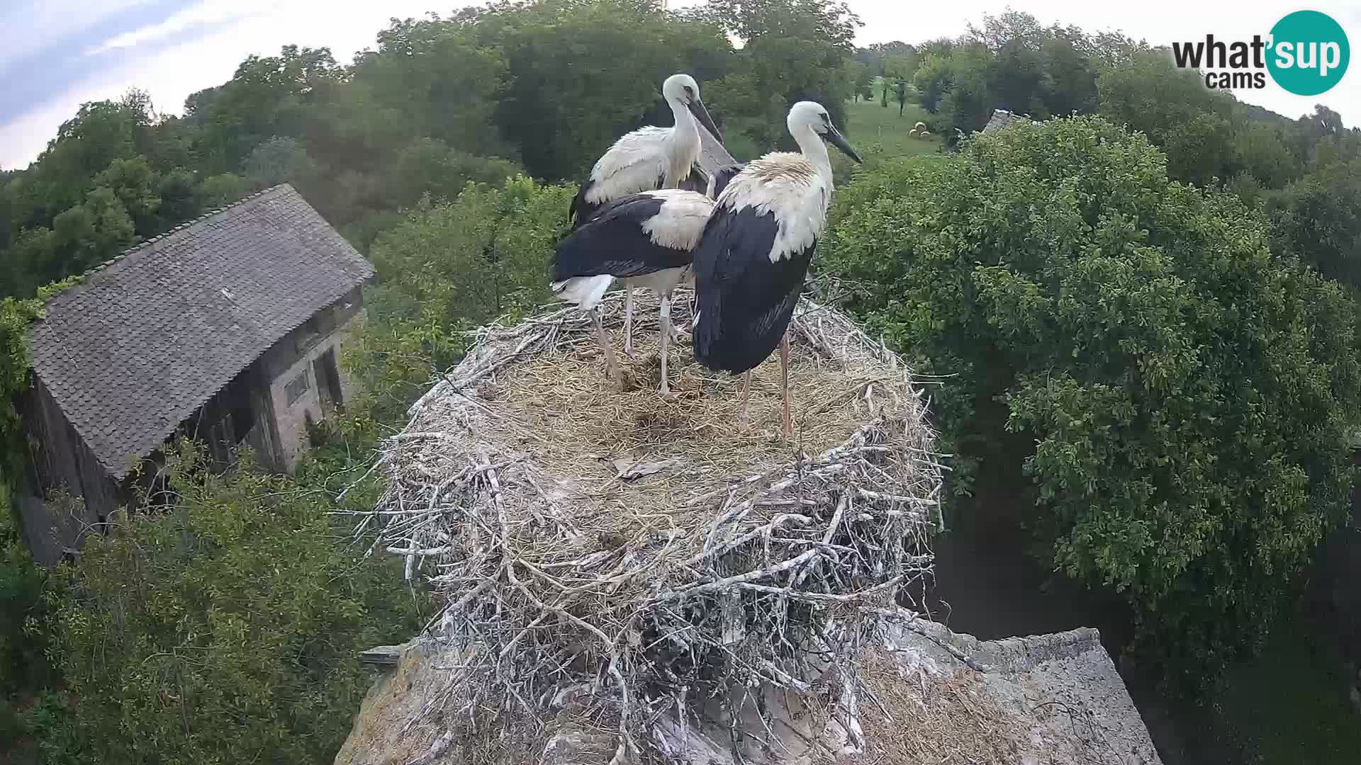Live webcam European stork village – Lonjsko polje Nature Park